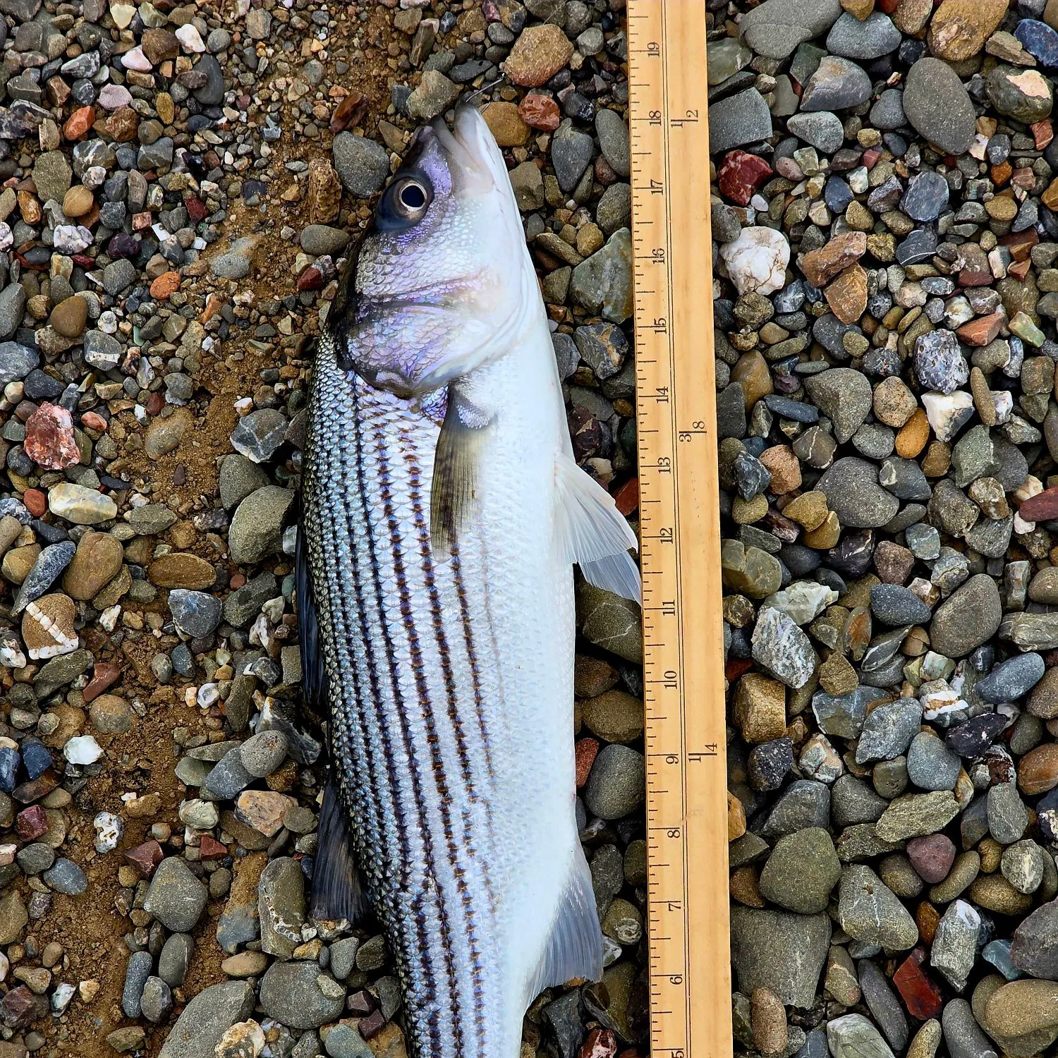 The most recent Striped bass catches on Fishbrain