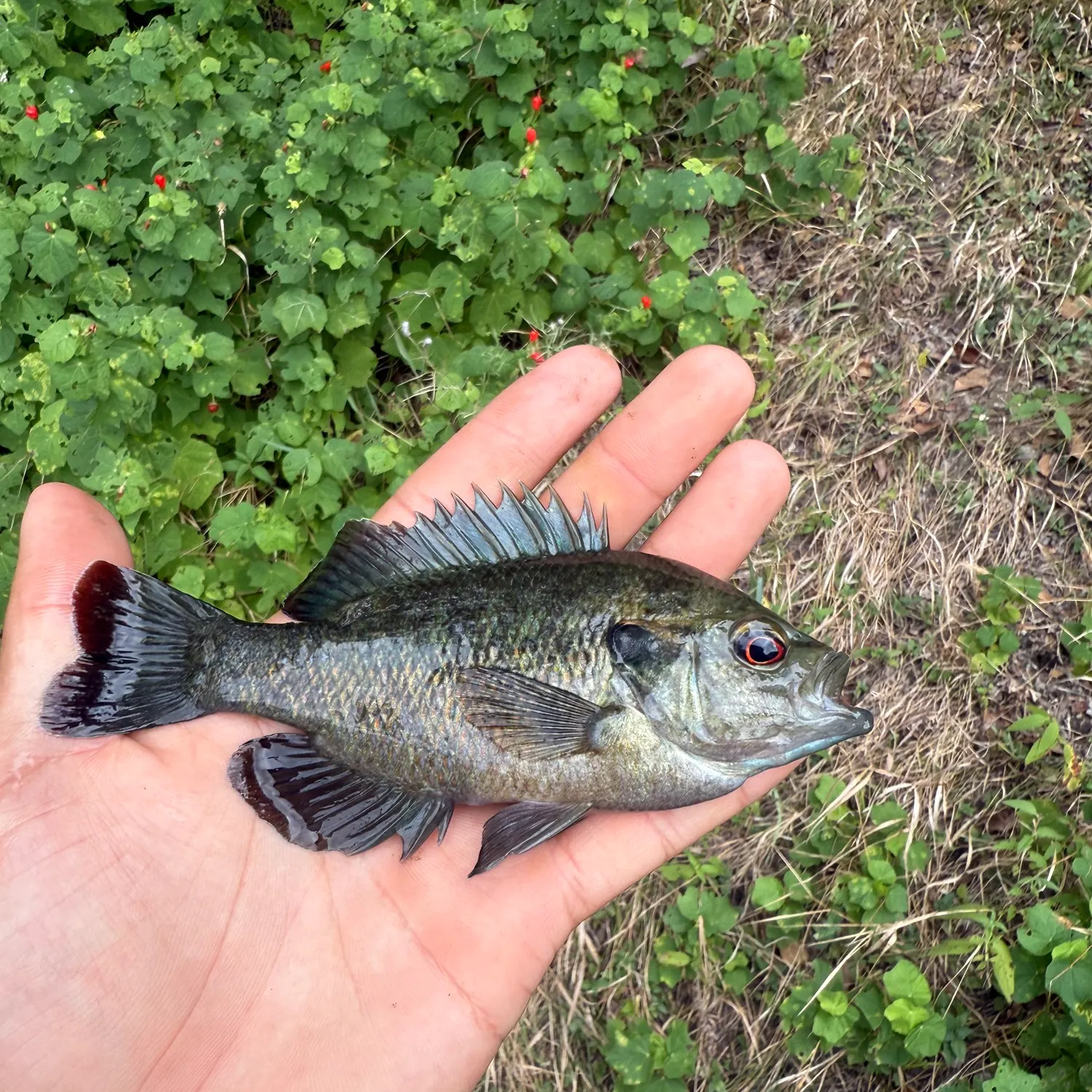 Redspotted sunfish caught on Fishbrain