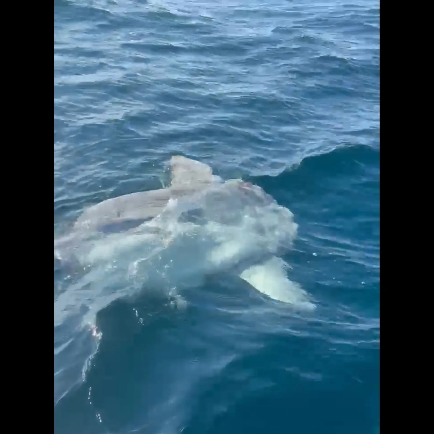 Ocean sunfish caught on Fishbrain