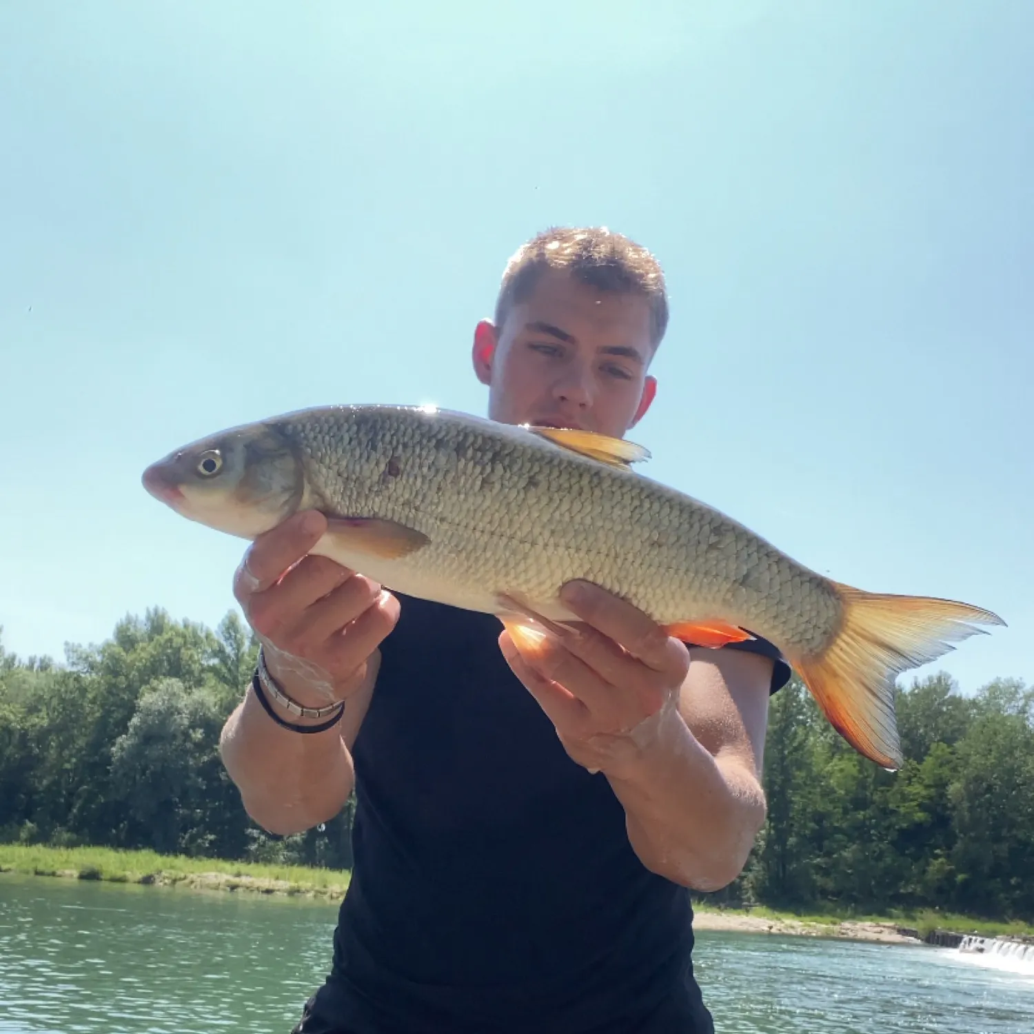 The most recent Common nase catches on Fishbrain