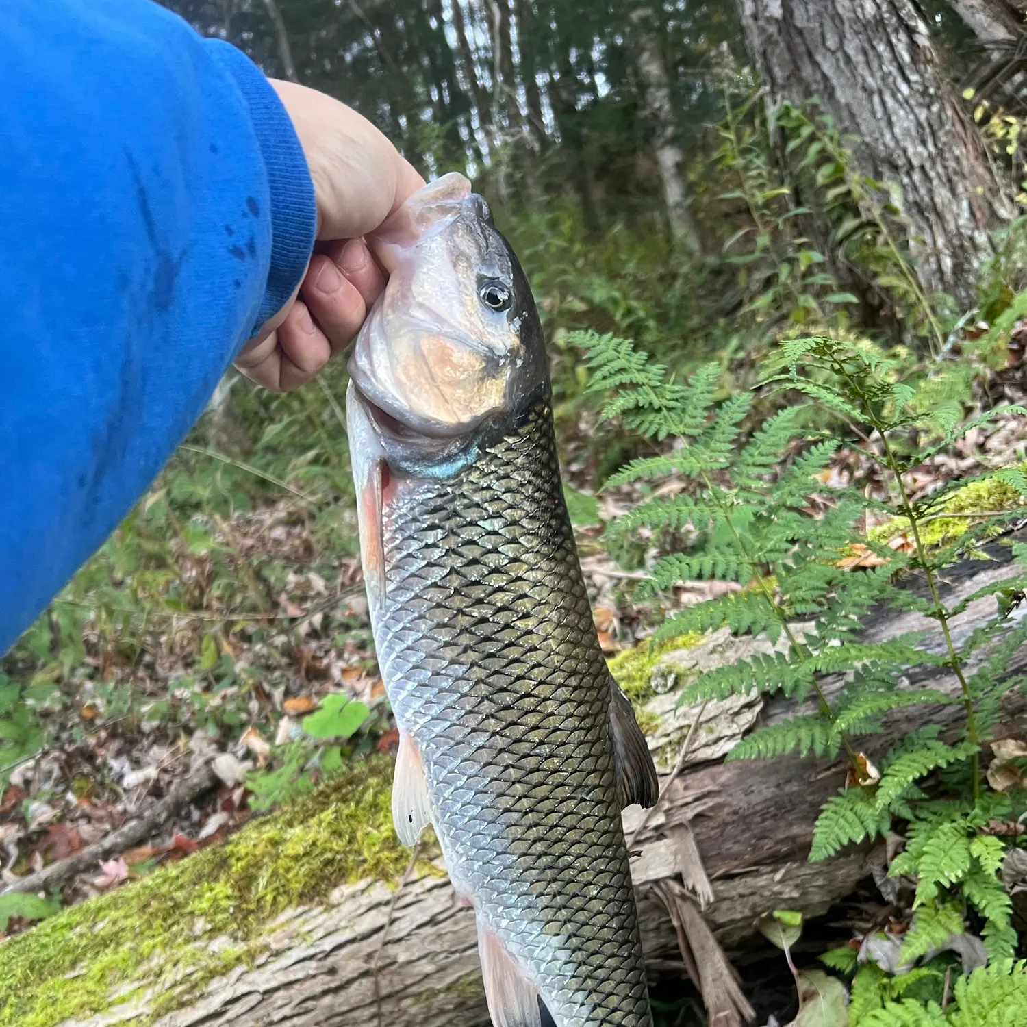 Fallfish caught on Fishbrain