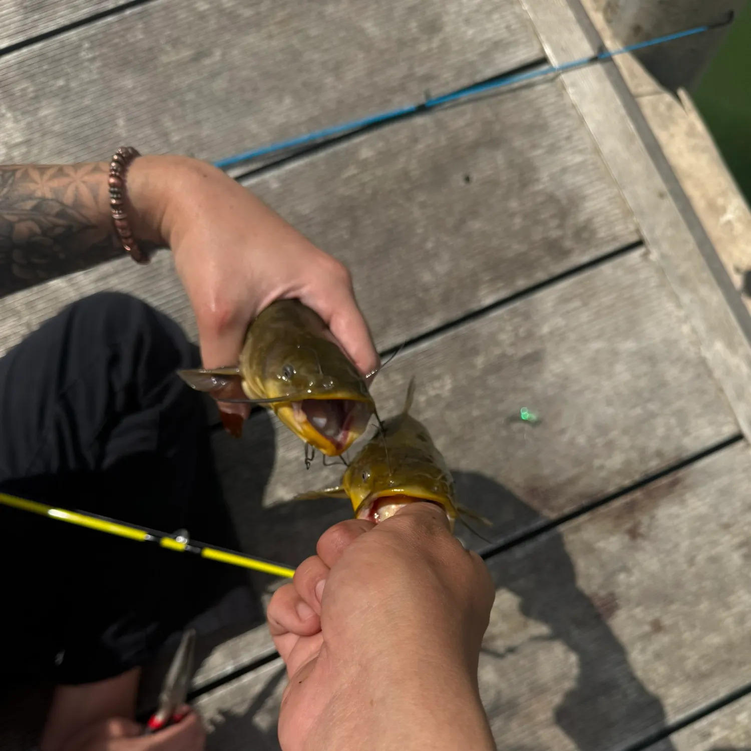 recently logged catches
