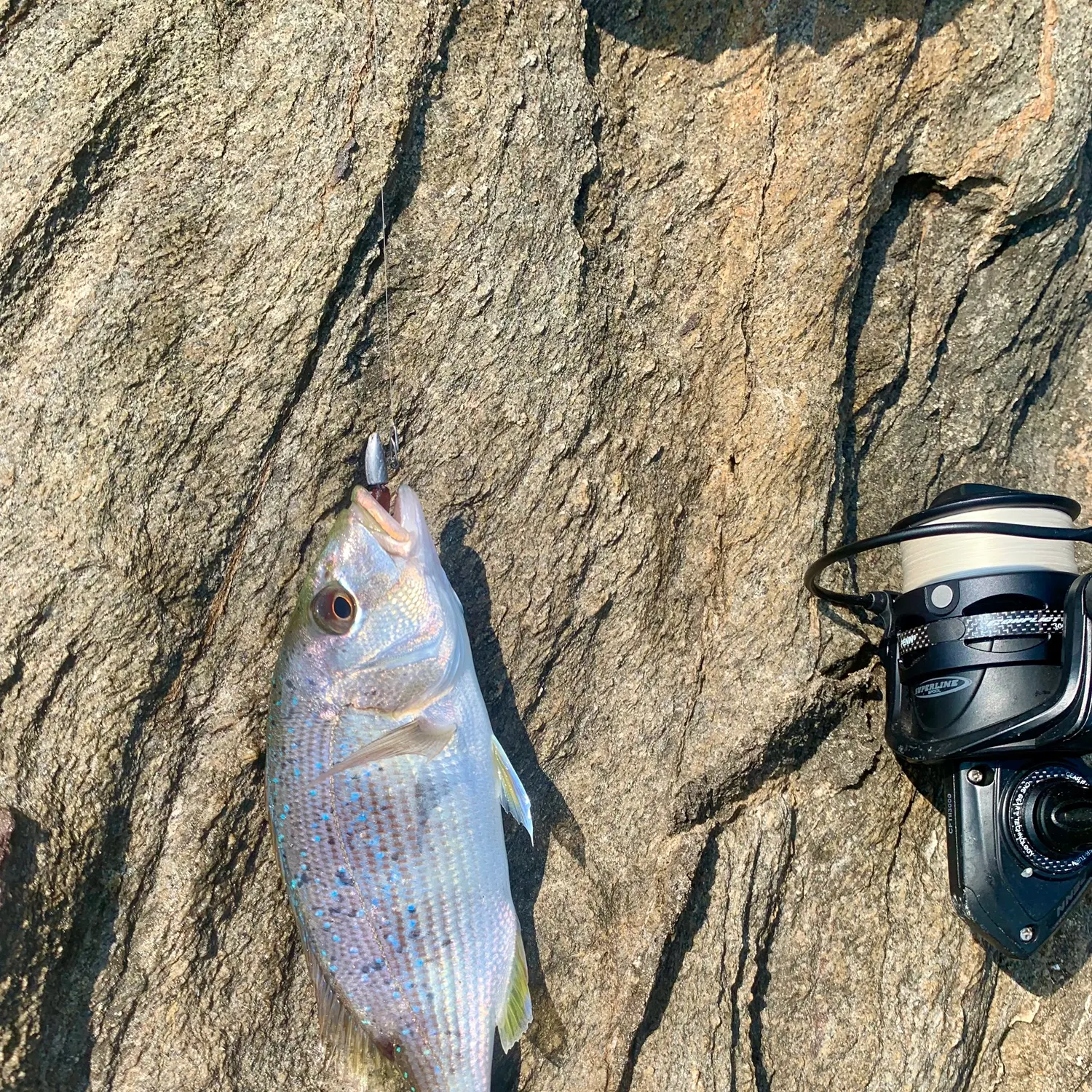 The most recent Common dentex catches on Fishbrain