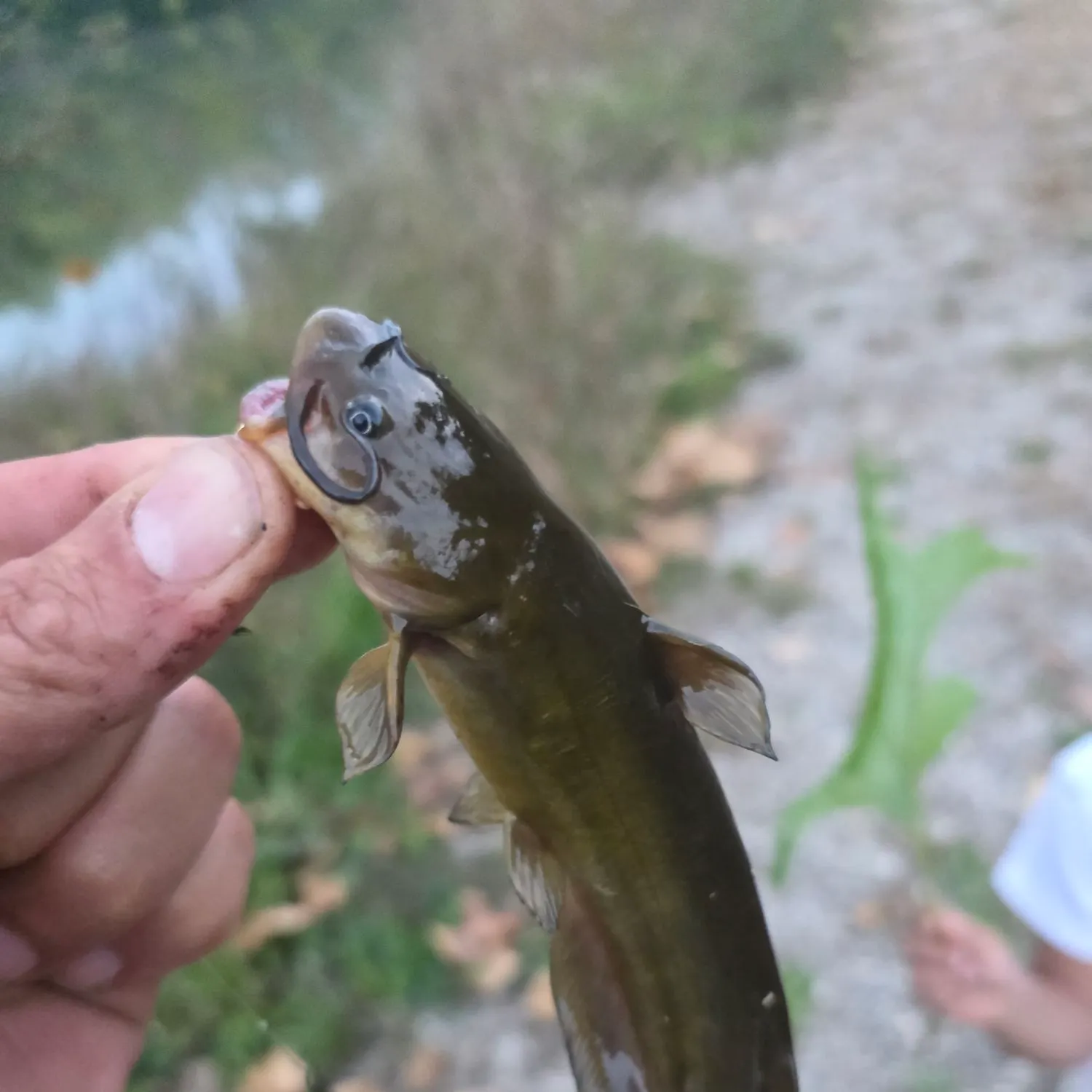 Black bullhead caught on Fishbrain