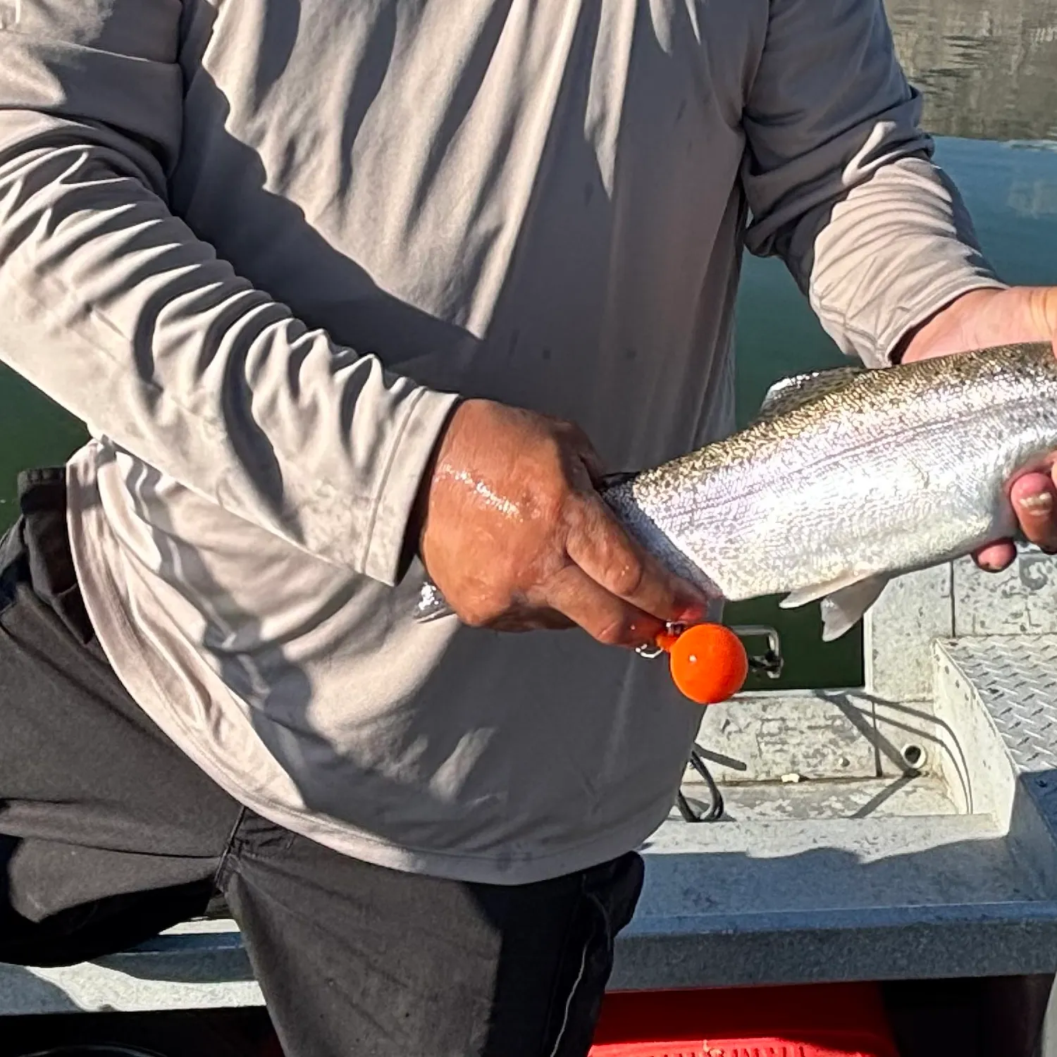 Rainbow trout caught on Fishbrain