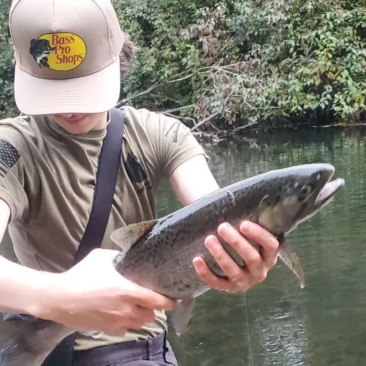 Coho salmon caught on Fishbrain
