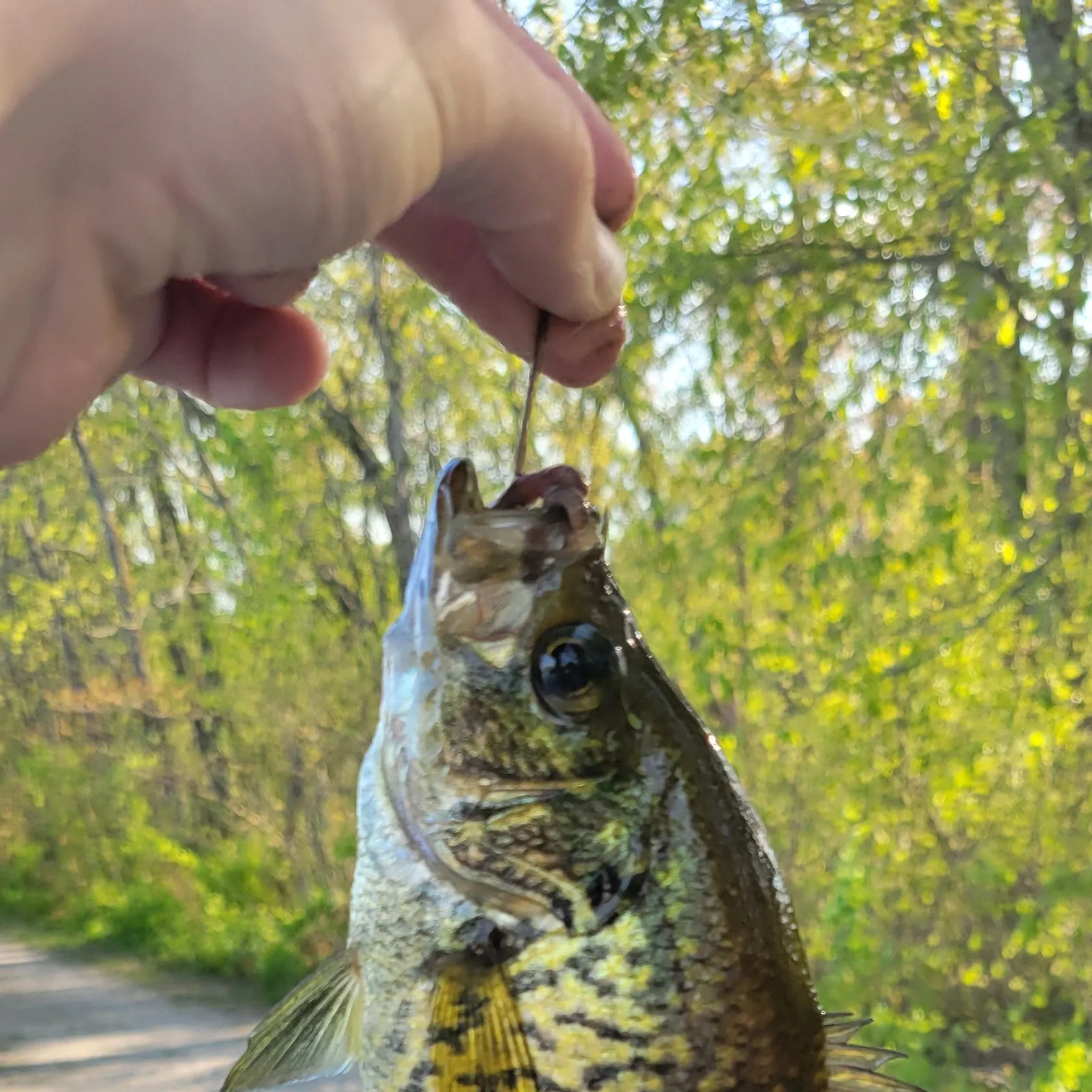 Black crappie caught on Fishbrain