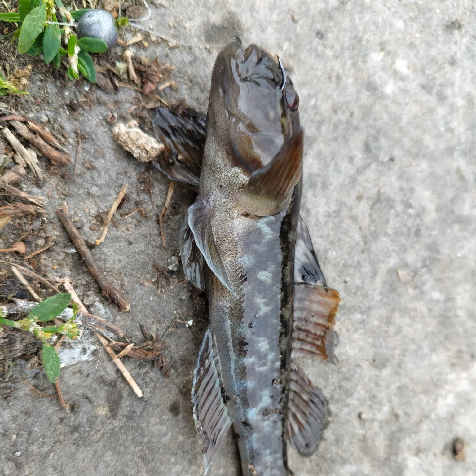 Round goby caught on Fishbrain