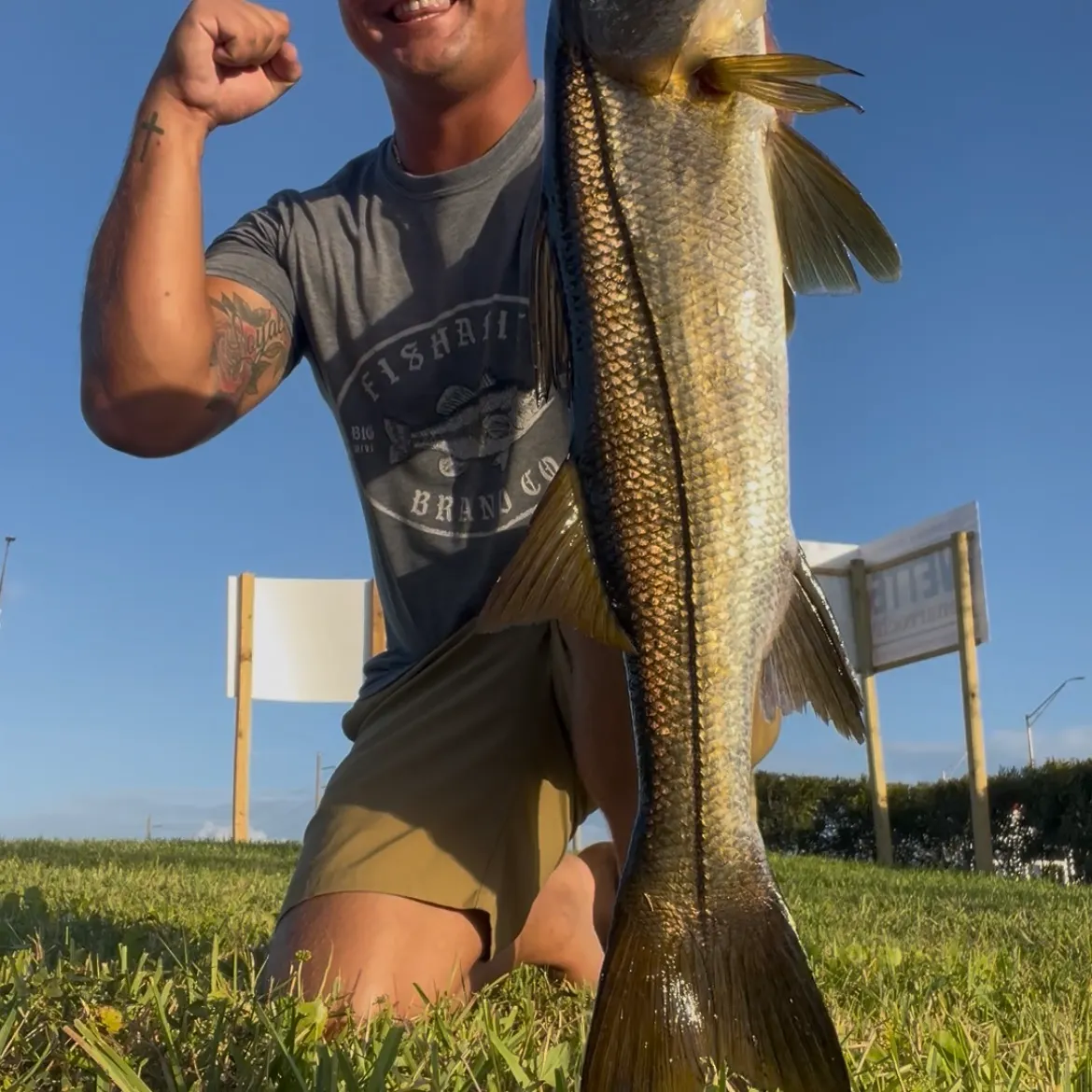 The most recent Common snook catches on Fishbrain