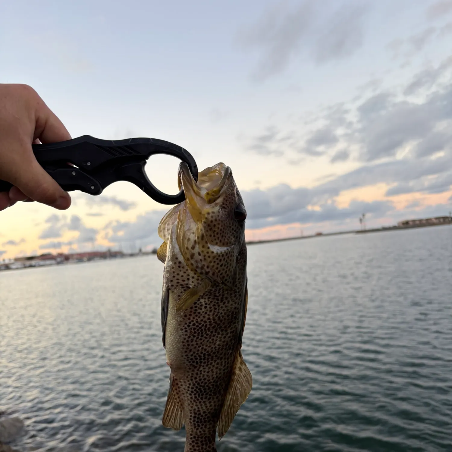 Spotted sand bass caught on Fishbrain