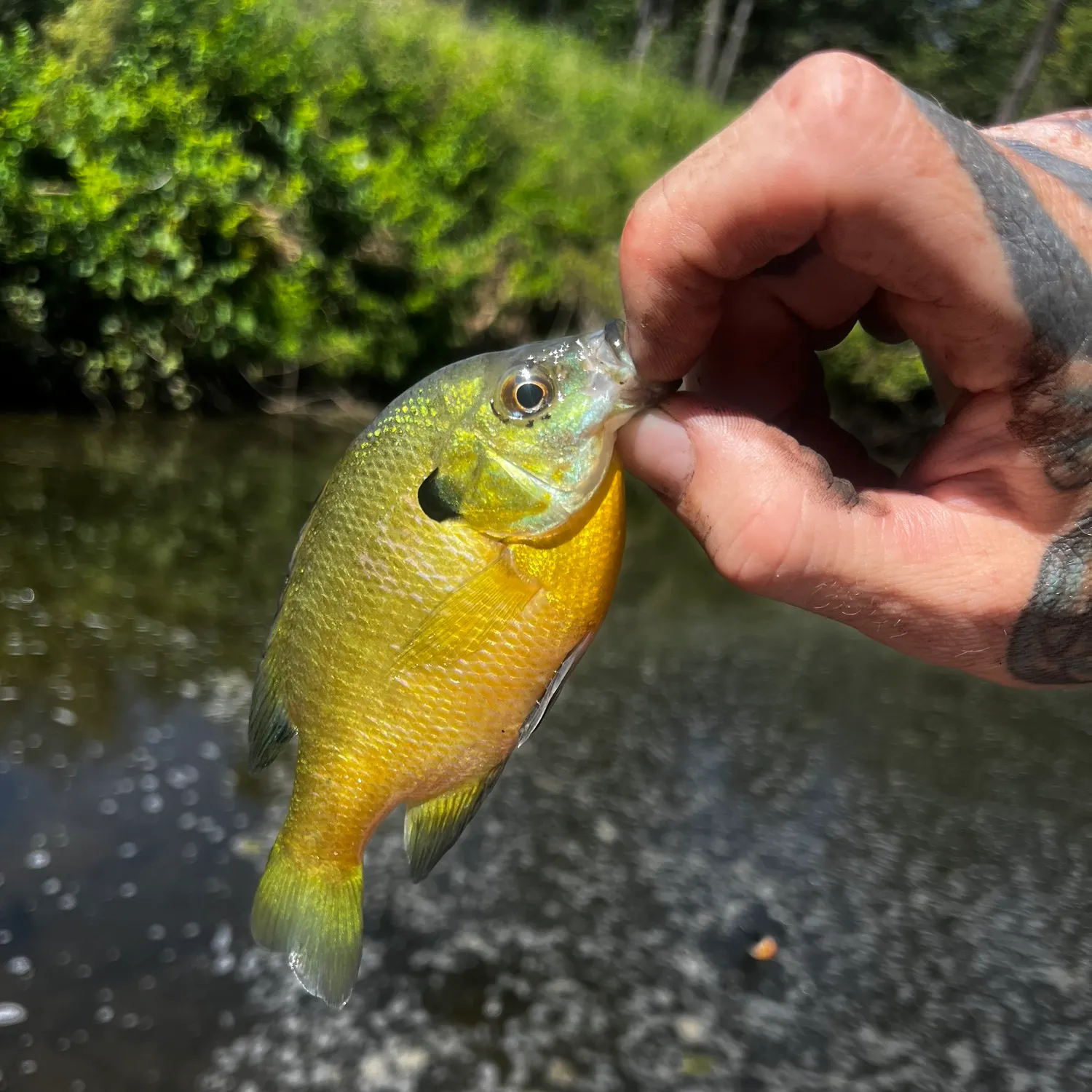 Bluegill caught on Fishbrain