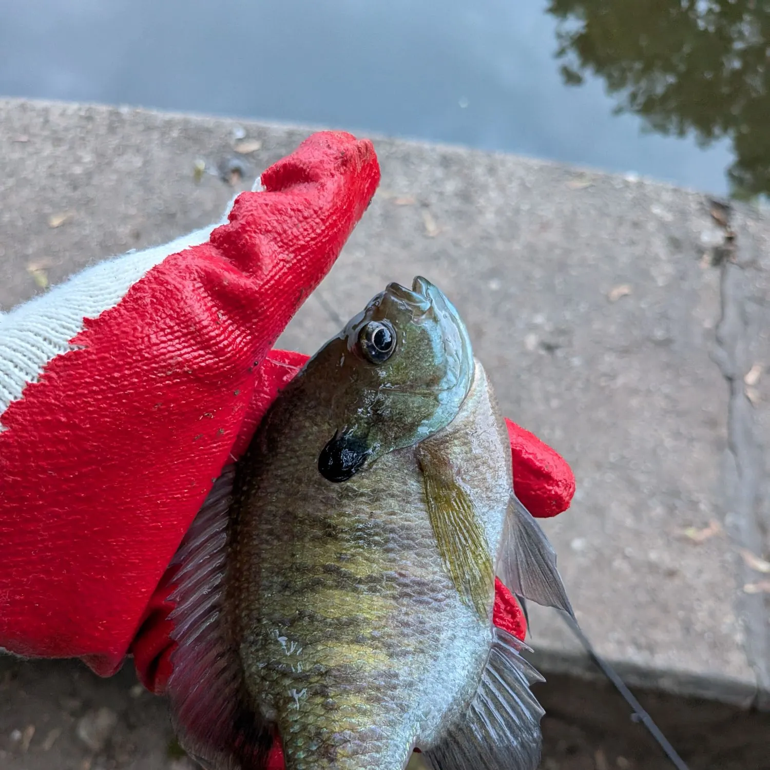 Bluegill caught on Fishbrain