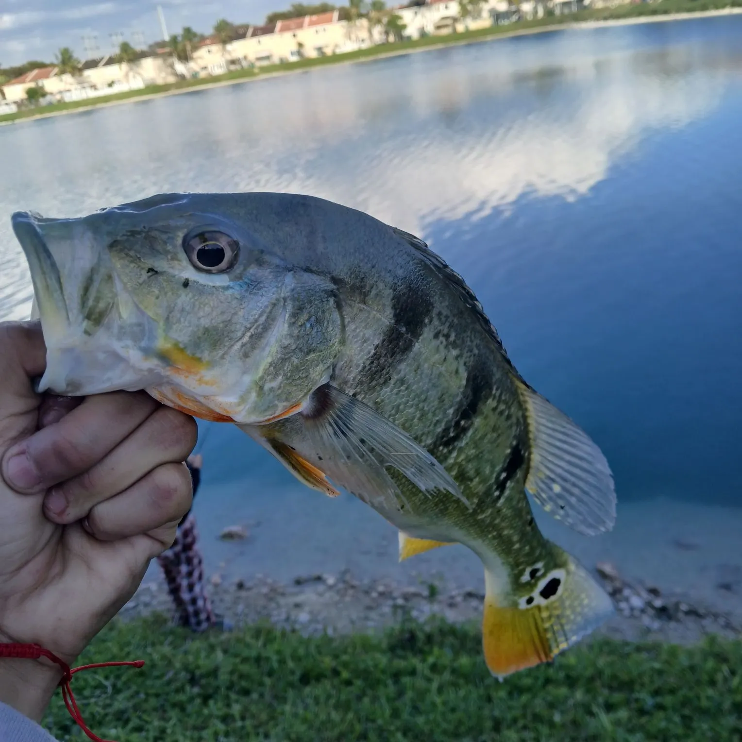 The most recent Speckled peacock bass catches on Fishbrain