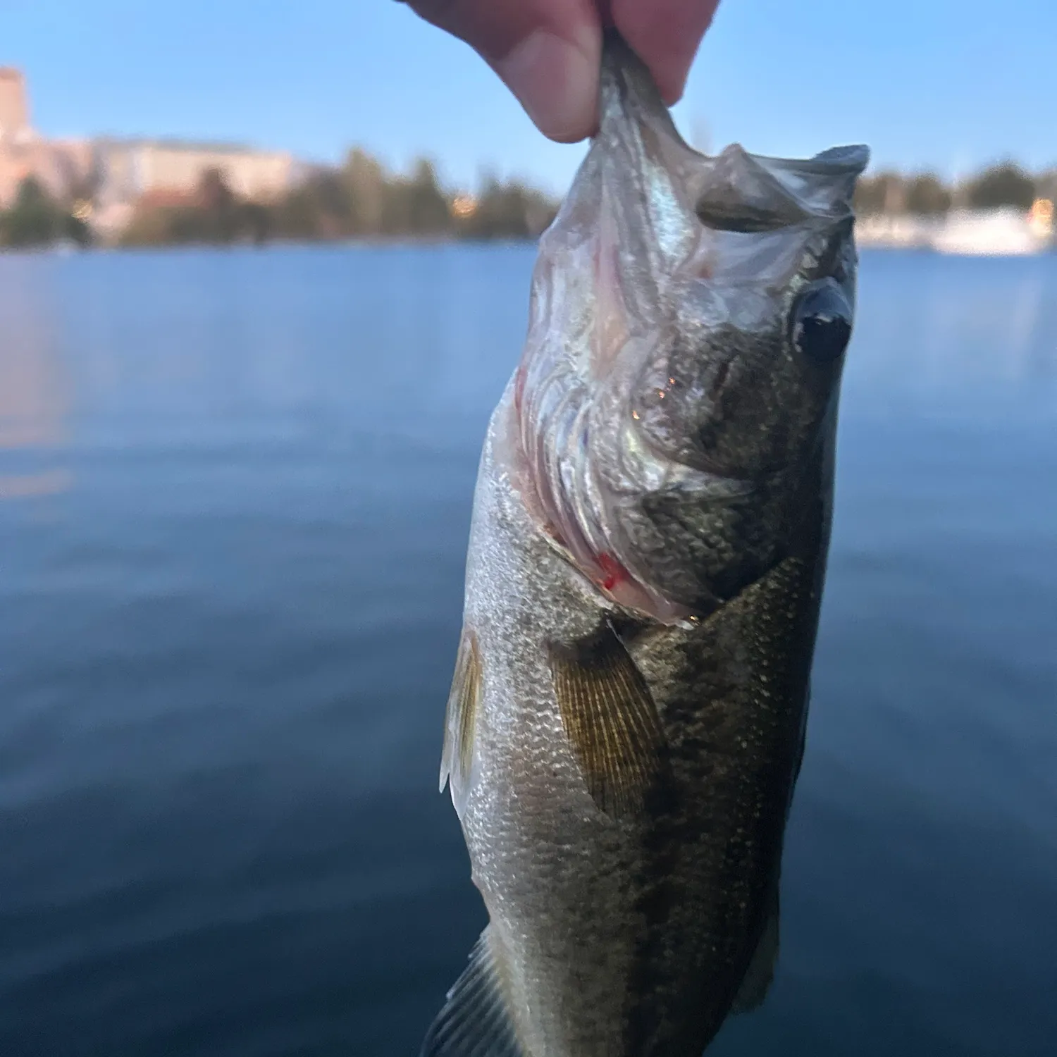 Fish caught on Fishbrain