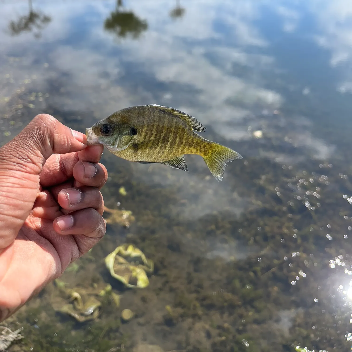 Bluegill caught on Fishbrain