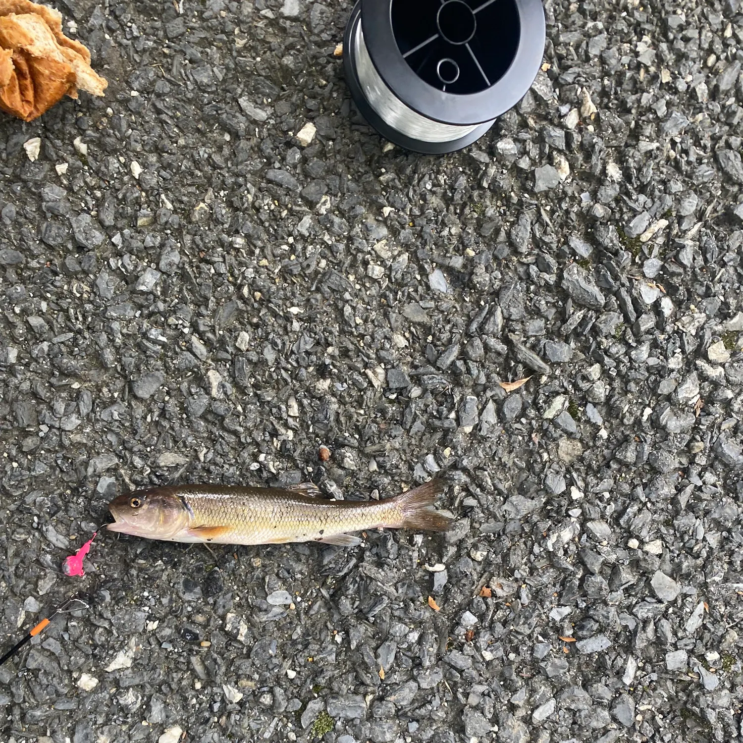 Creek chub caught on Fishbrain