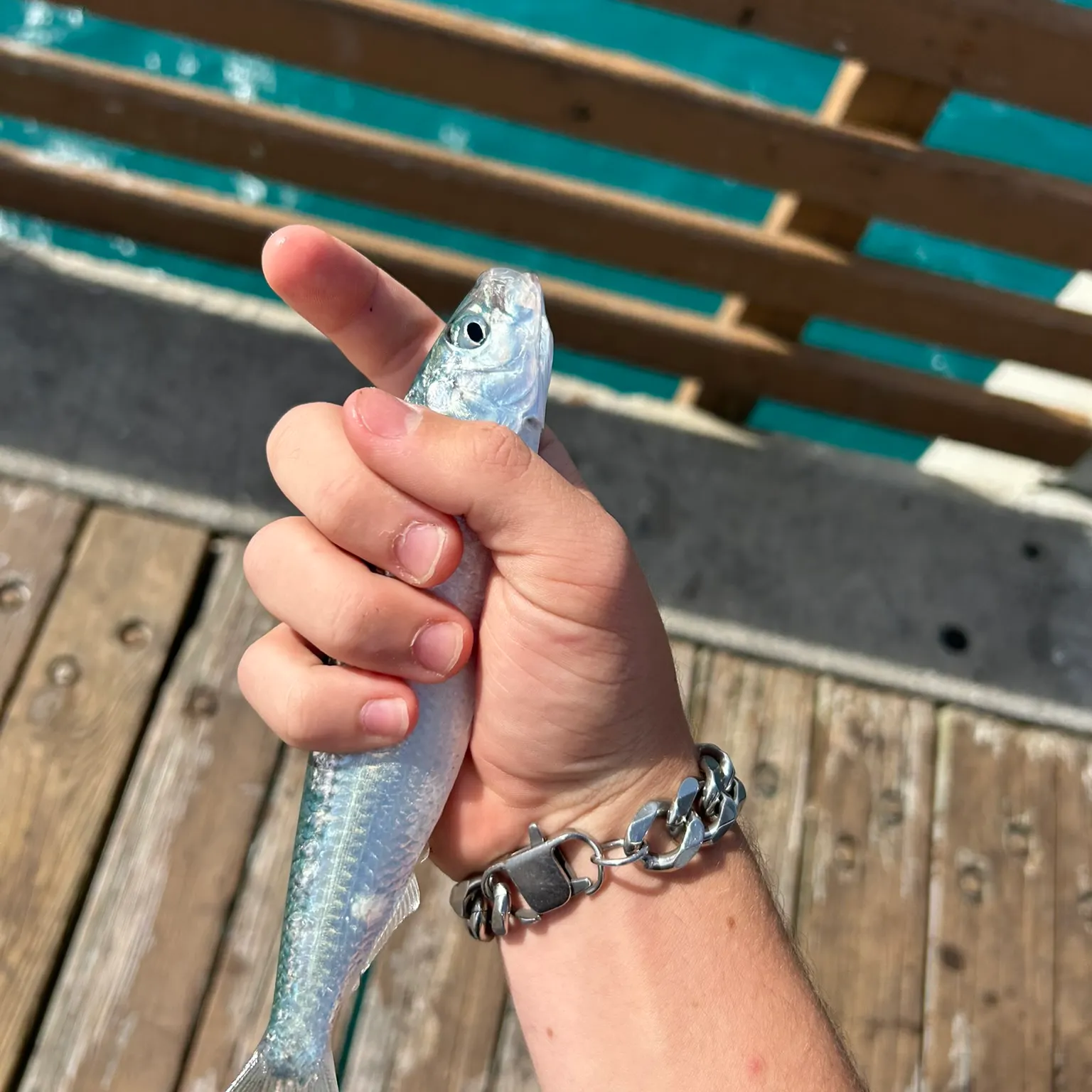 The most recent Round sardinella catches on Fishbrain