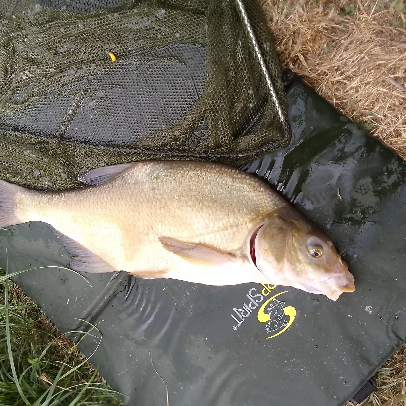 Fish caught on Fishbrain