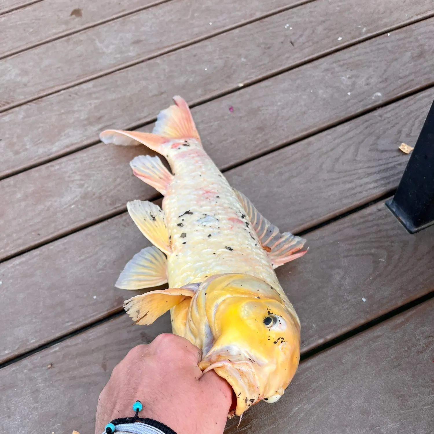 The most recent Koi carp catches on Fishbrain