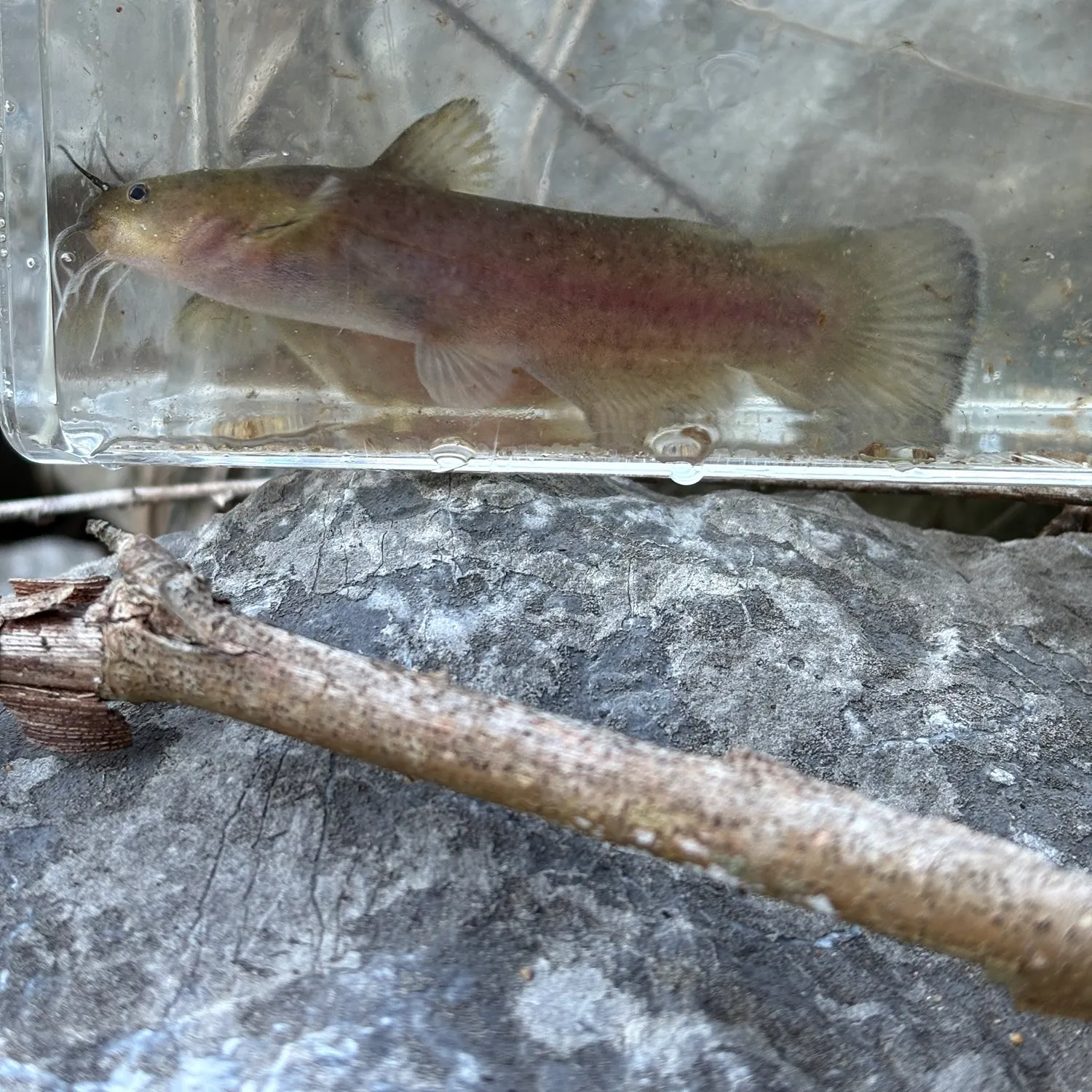 The most recent Black madtom catches on Fishbrain