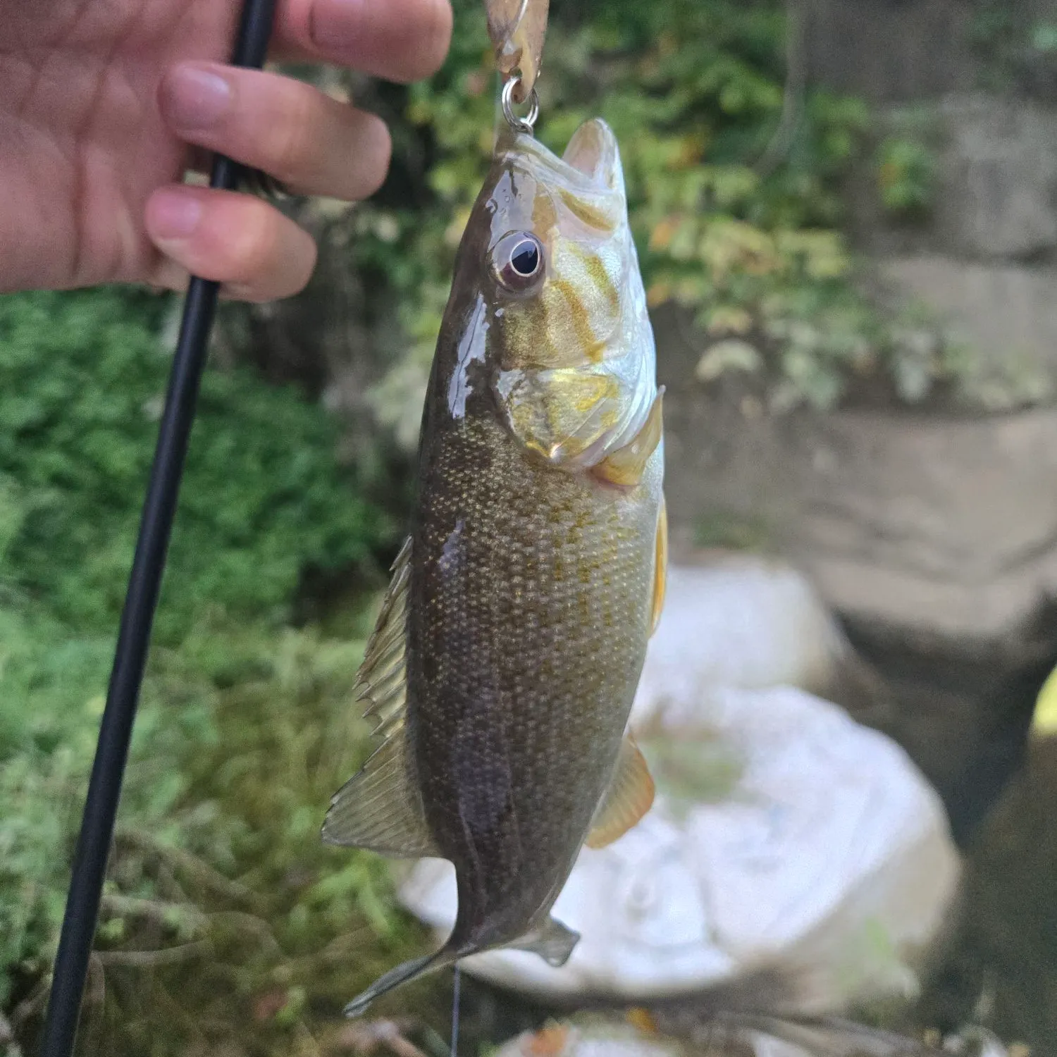 Smallmouth bass caught on Fishbrain