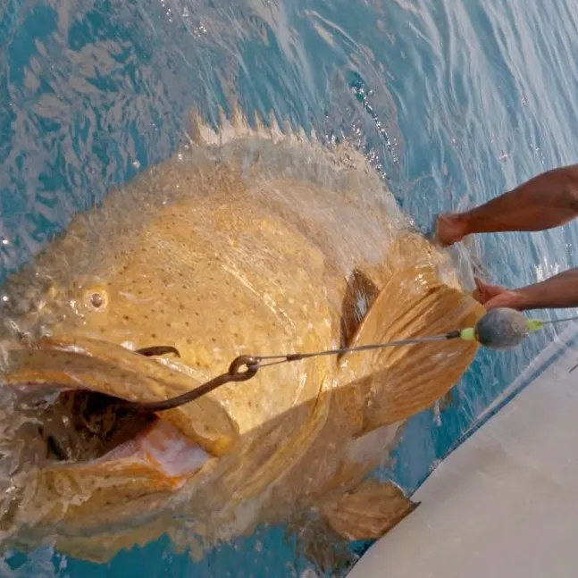 Fish caught on Fishbrain