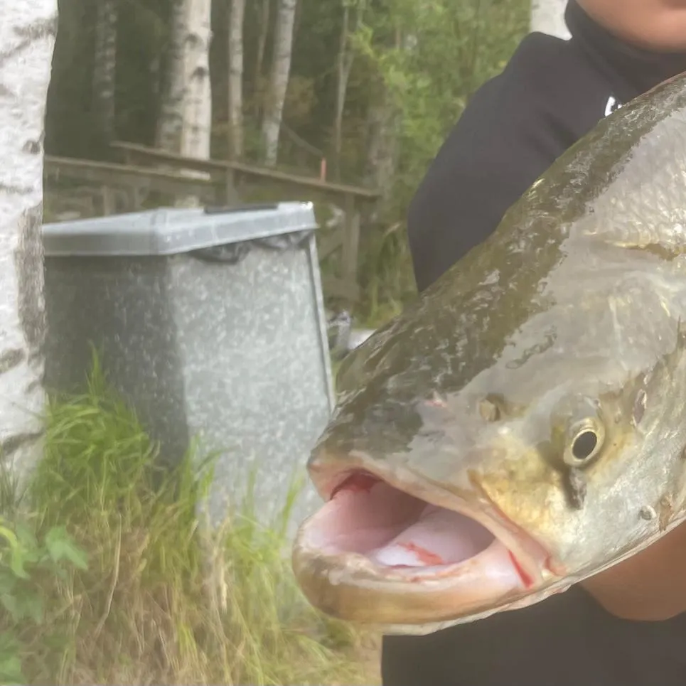Fish caught on Fishbrain