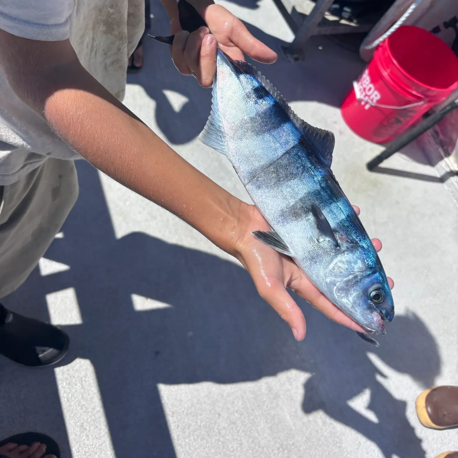 The most recent Pilotfish catches on Fishbrain