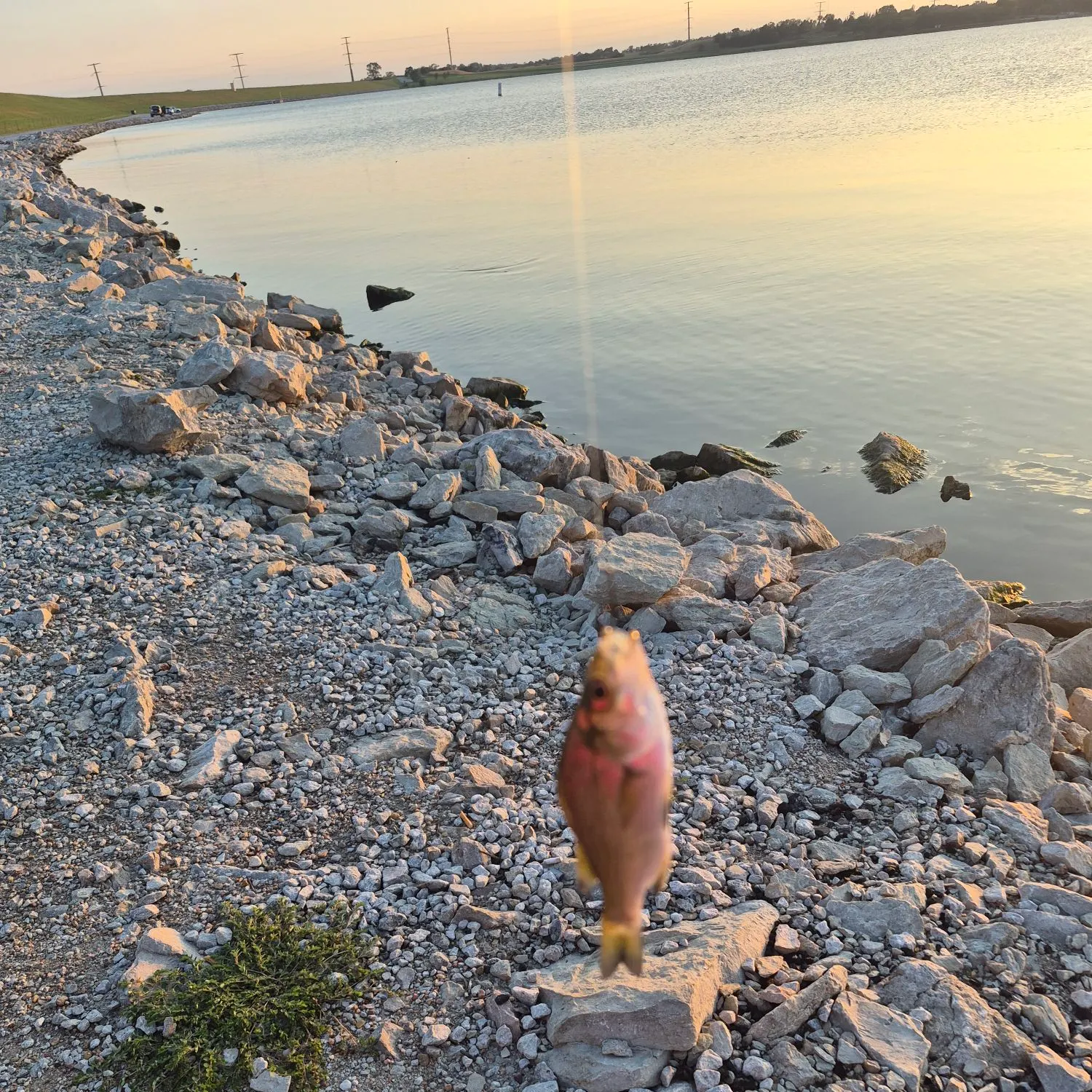 White perch caught on Fishbrain