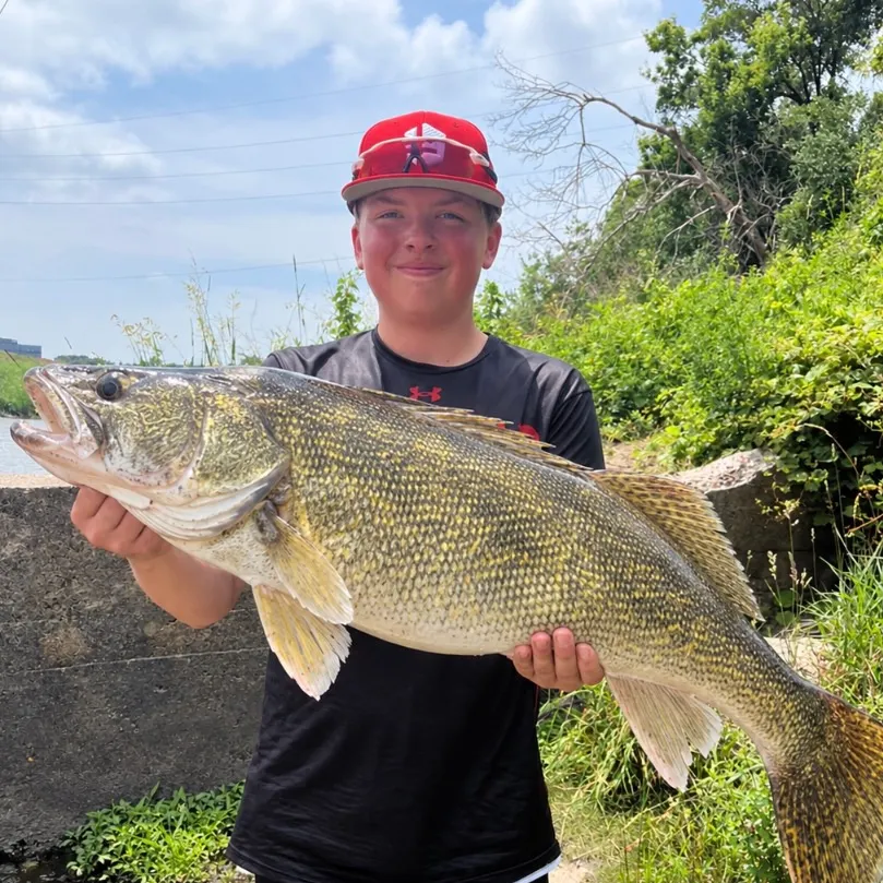 Walleye caught on Fishbrain