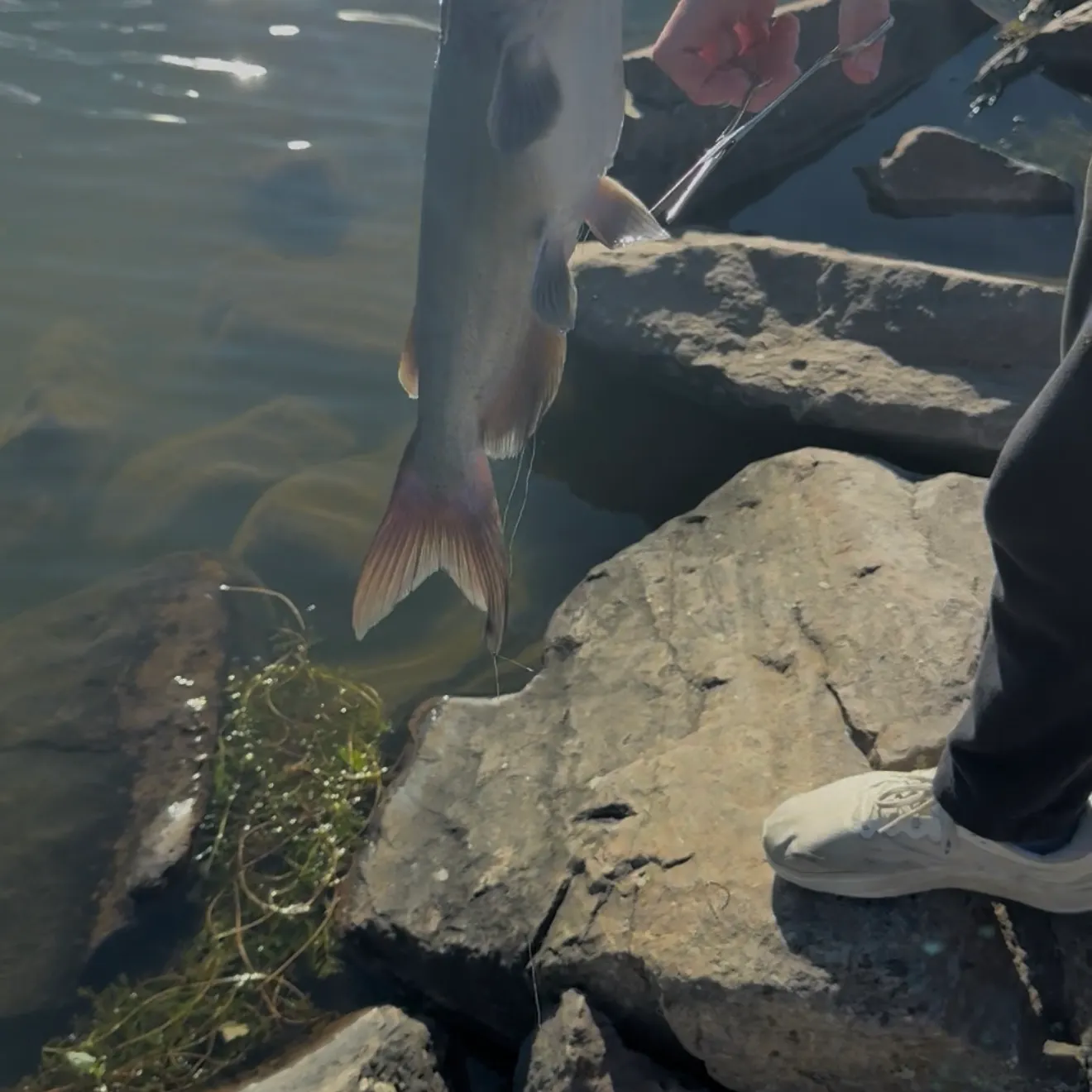 Channel catfish caught on Fishbrain