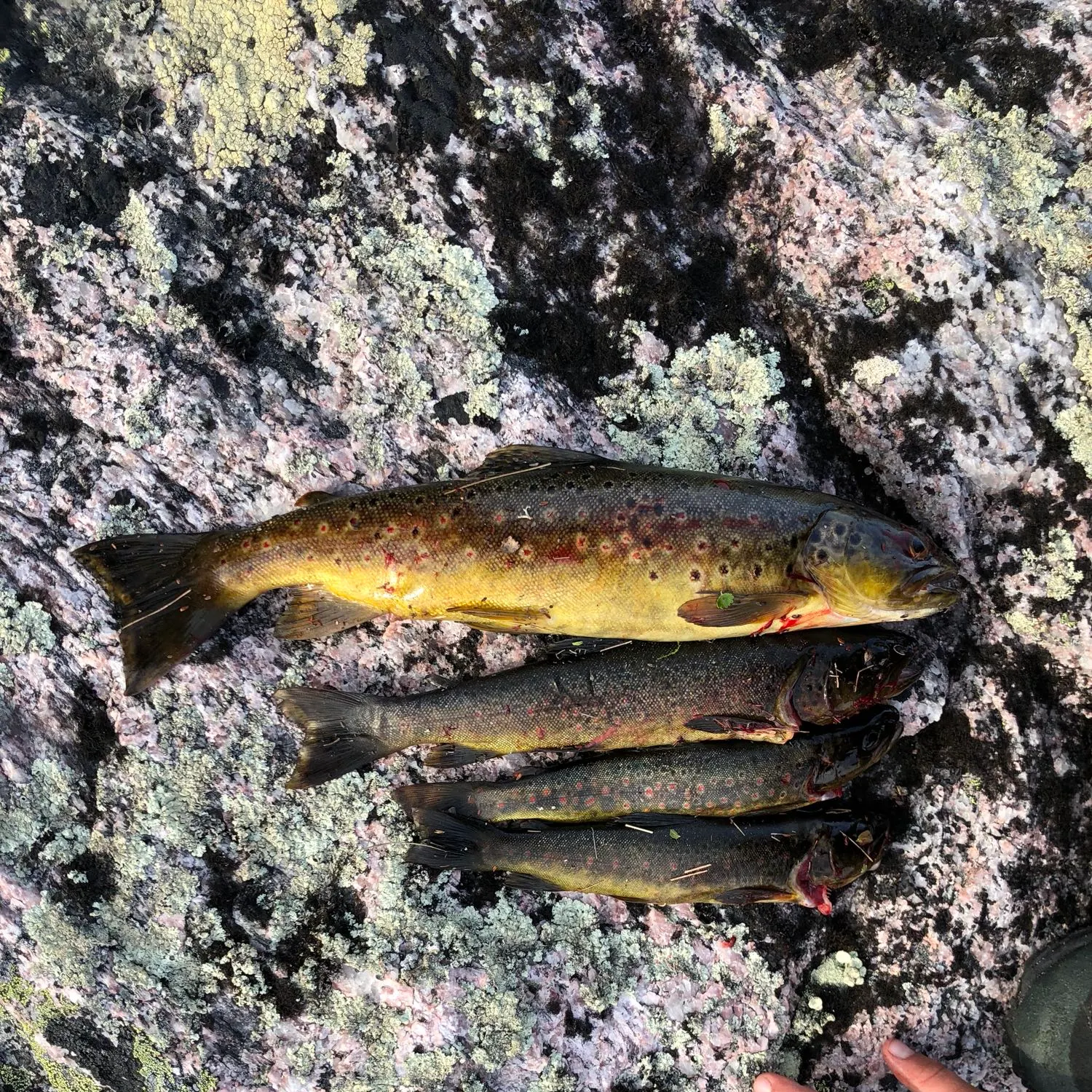 recently logged catches