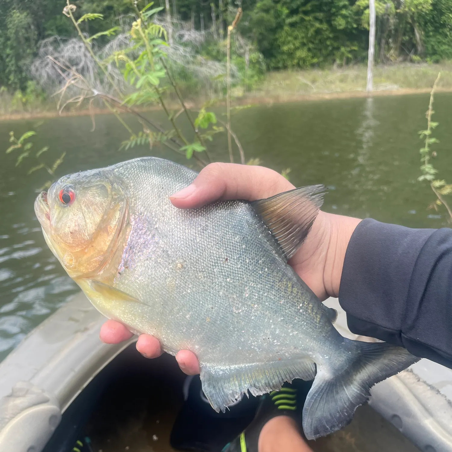 The most recent Redeye piranha catches on Fishbrain