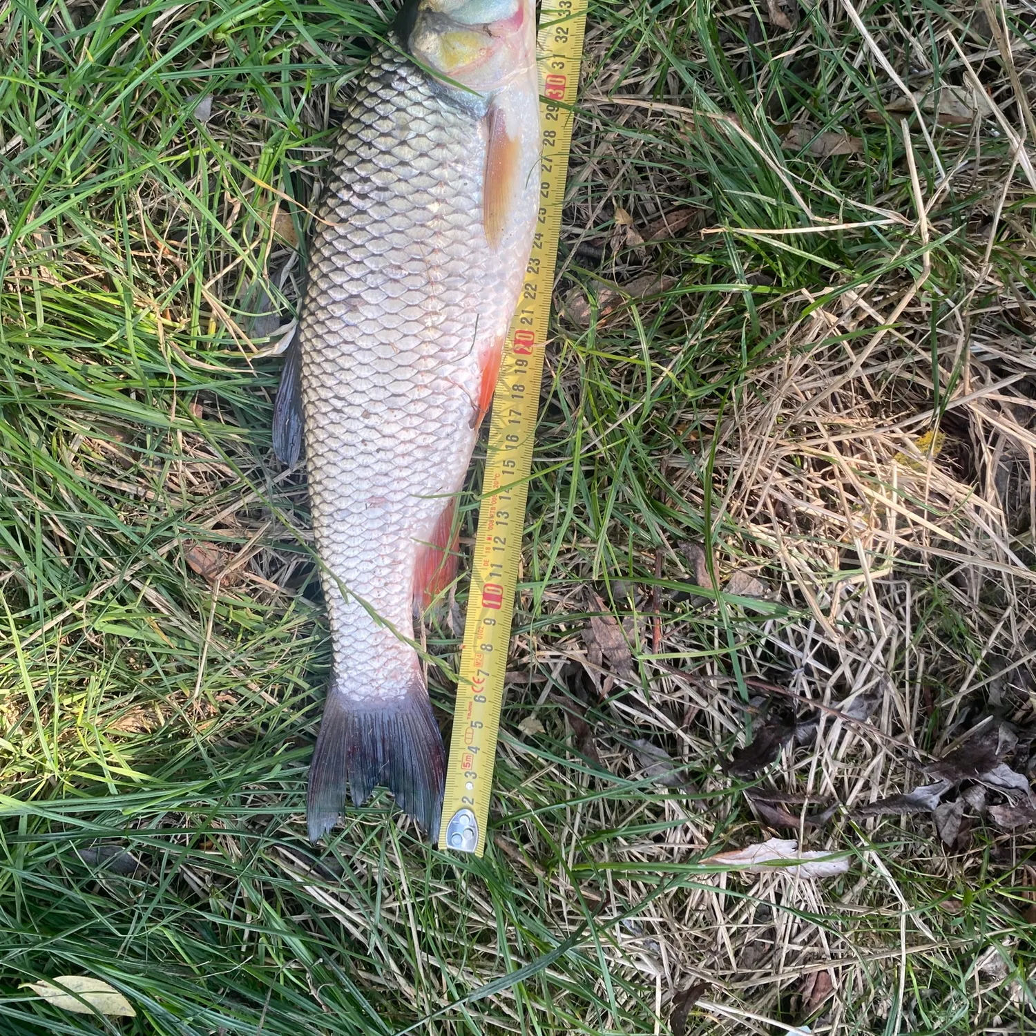 European chub caught on Fishbrain