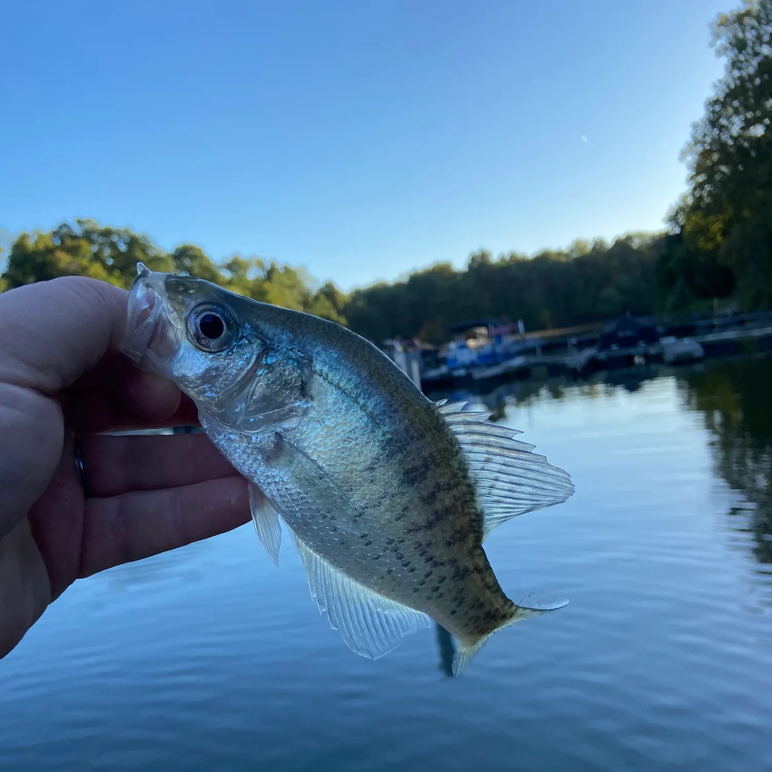 White crappie caught on Fishbrain