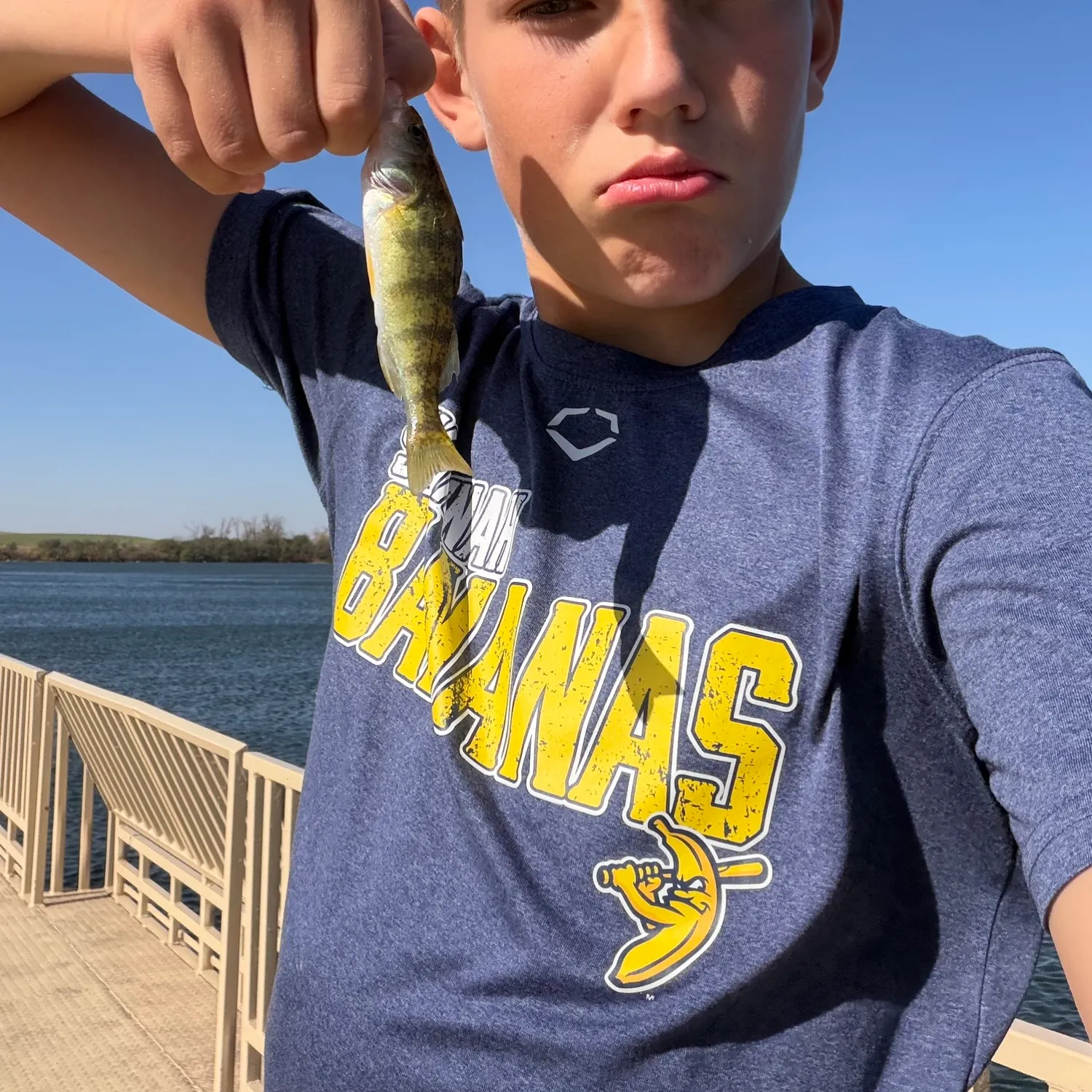 Yellow perch caught on Fishbrain