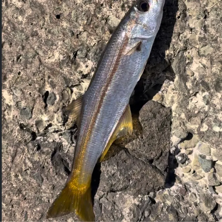 The most recent Longfin pike catches on Fishbrain