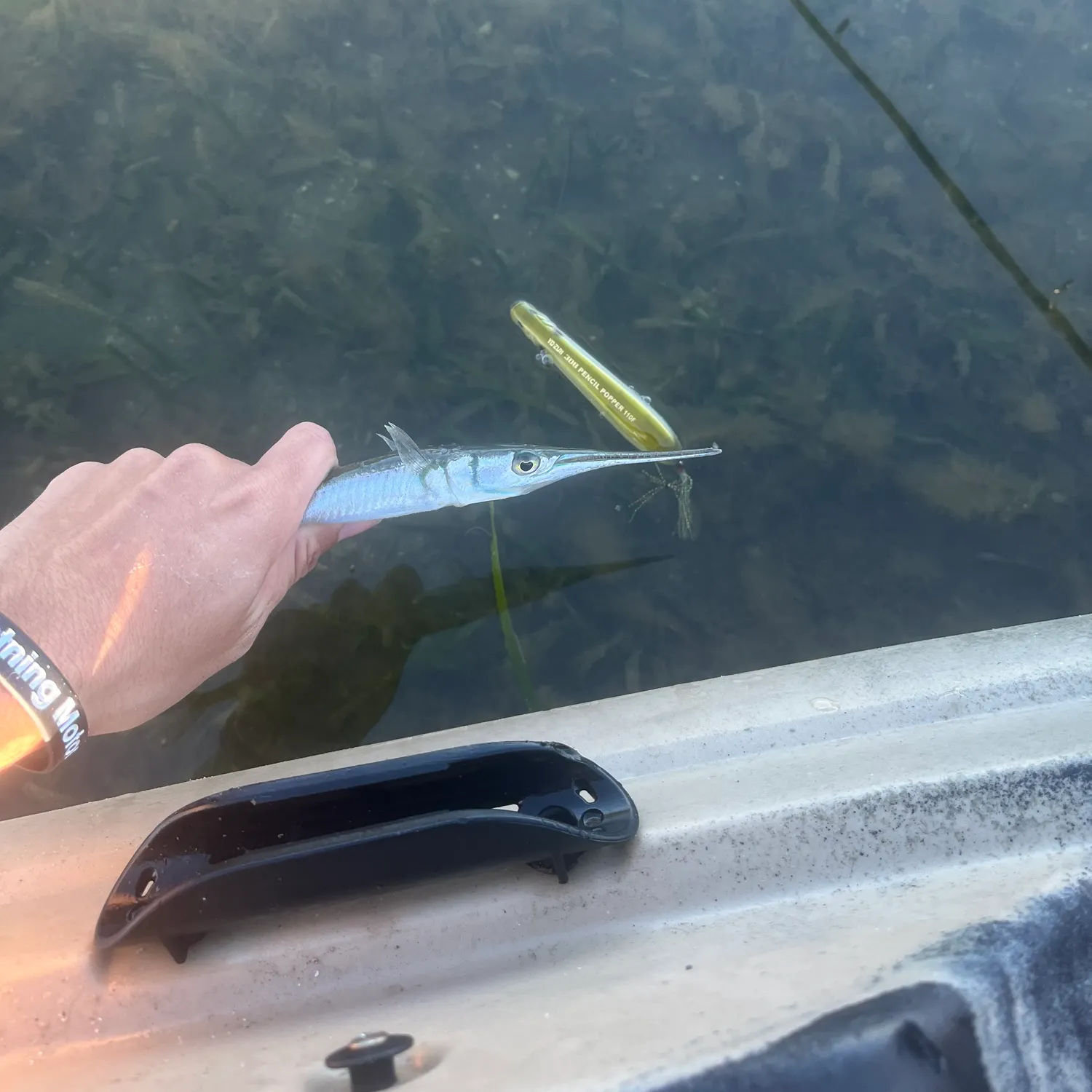 The most recent Flat needlefish catches on Fishbrain