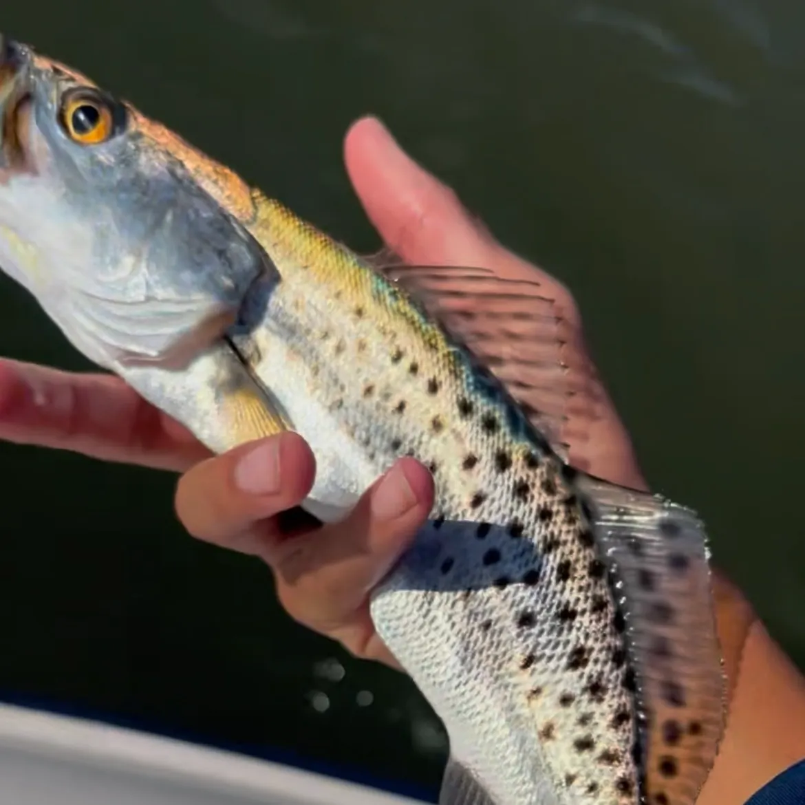 The most recent Spotted seatrout catches on Fishbrain