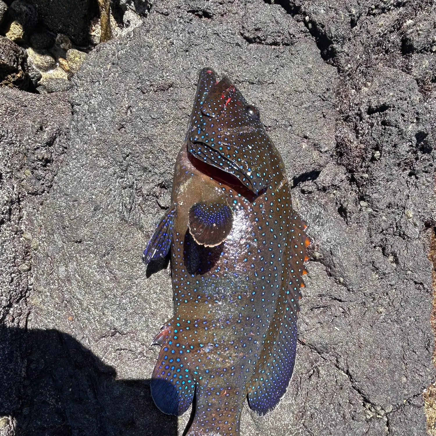 The most recent Peacock hind catches on Fishbrain