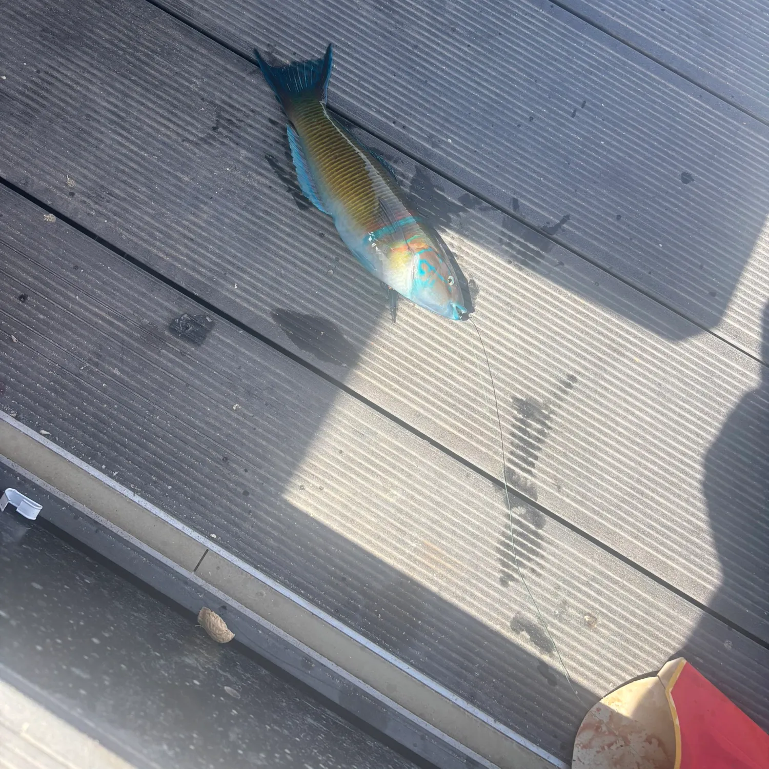Fish caught on Fishbrain