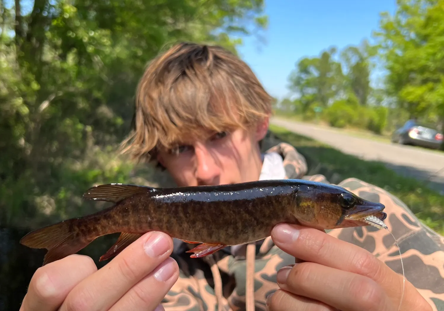 Redfin pickerel