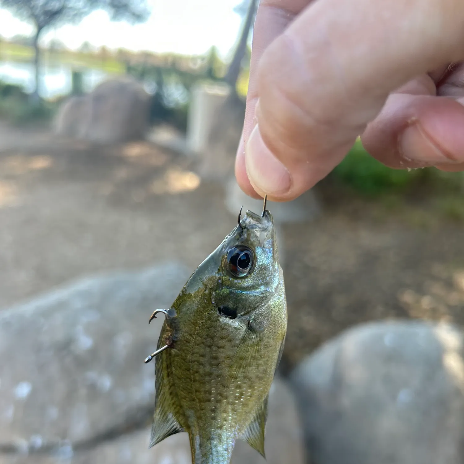 Bluegill caught on Fishbrain