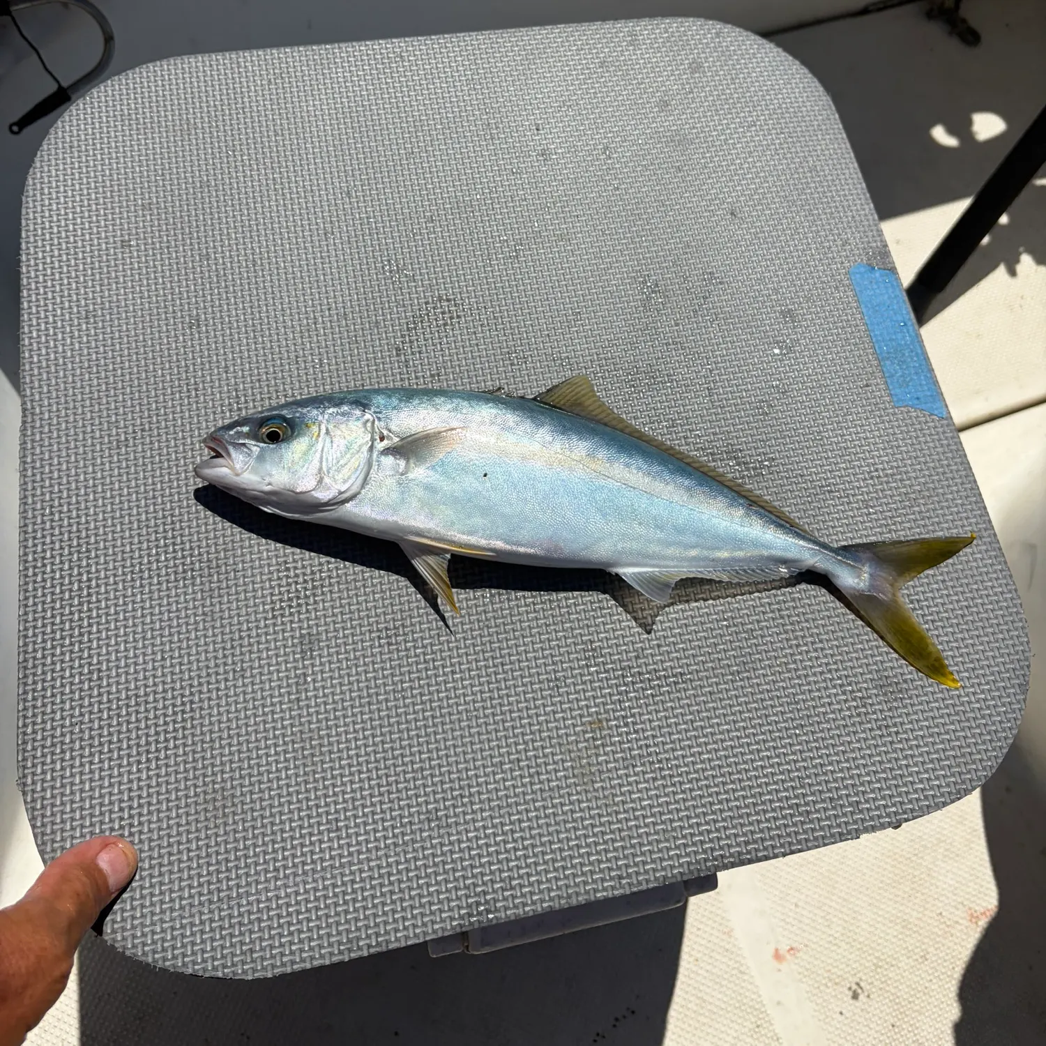 California yellowtail amberjack caught on Fishbrain