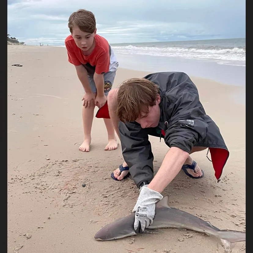 The most recent Blacktip shark catches on Fishbrain