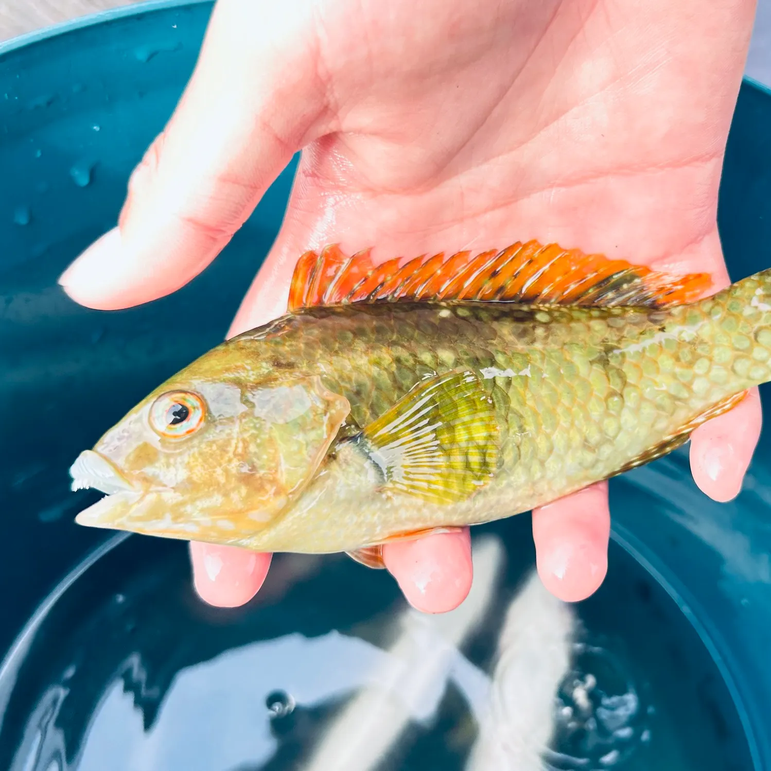 The most recent Blue-throated wrasse catches on Fishbrain