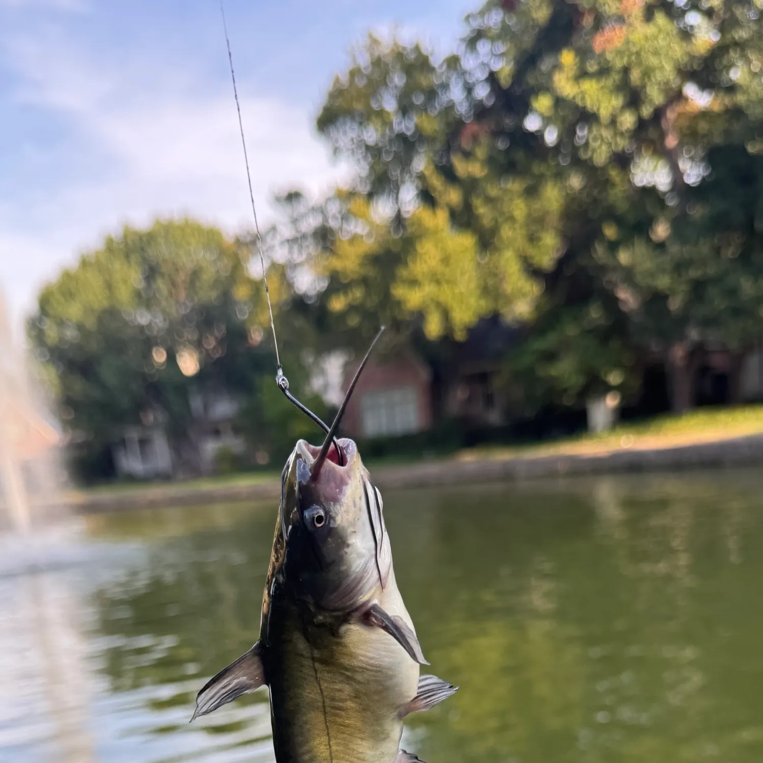 Brown bullhead caught on Fishbrain