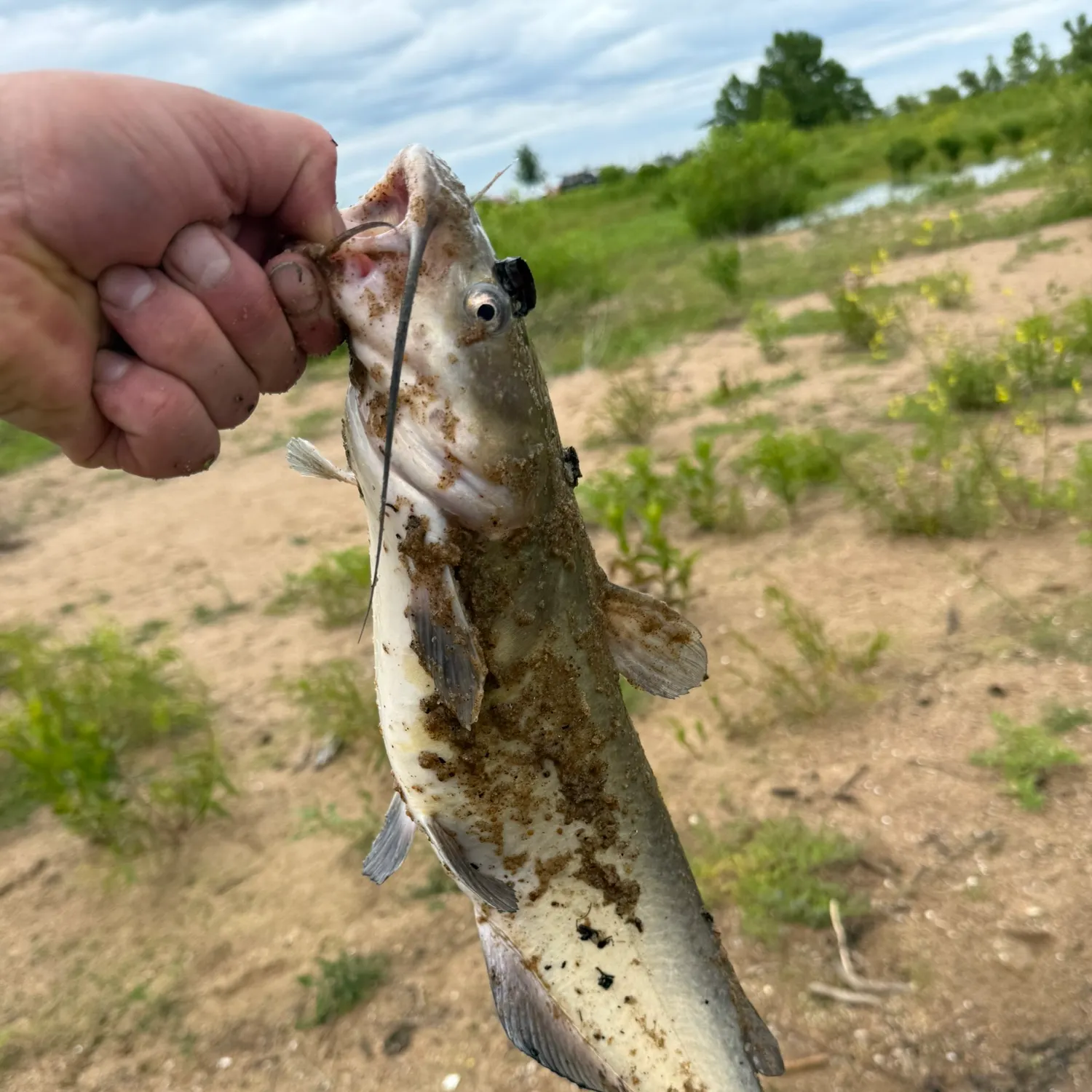 The most recent Channel catfish catches on Fishbrain