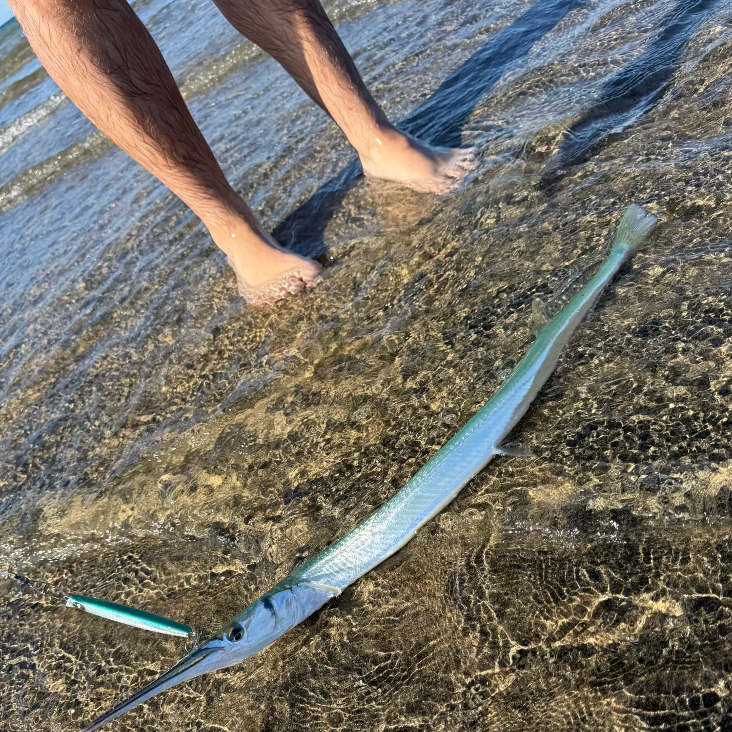 The most recent Hound needlefish catches on Fishbrain