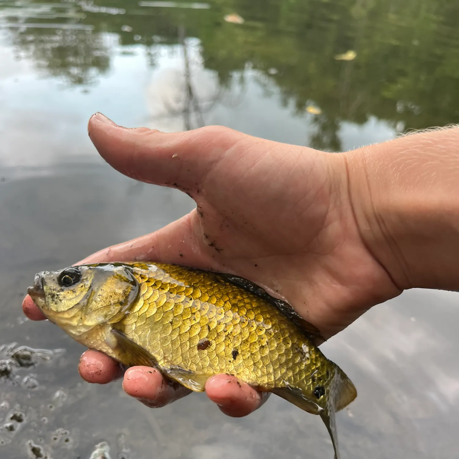 Goldfish caught on Fishbrain